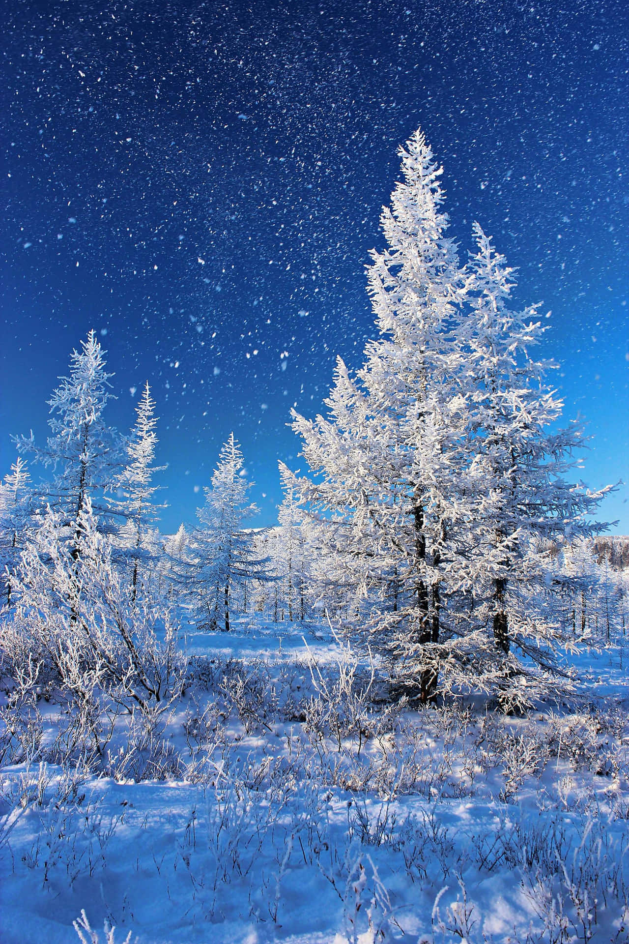 冬日仙境飄雪 壁紙 — 白雪覆蓋著結霜的松樹，在鮮豔的藍天下，雪花飄落在寧靜的冬季森林中。