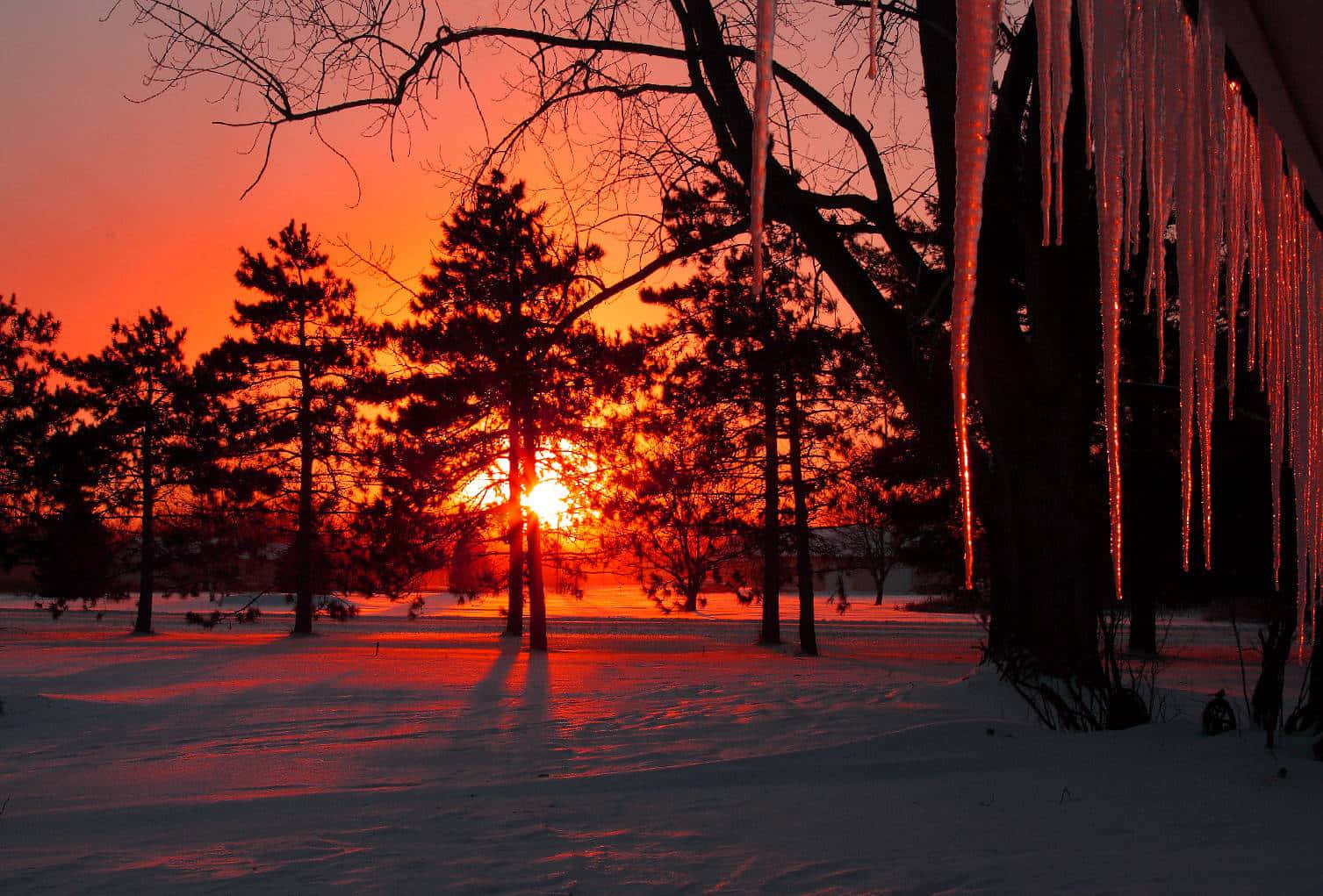 Winter Sun 桌布 壁紙 — 冬日夕陽將白雪覆蓋的森林染成火熱的橙色，冰柱在光禿的樹木間閃耀。