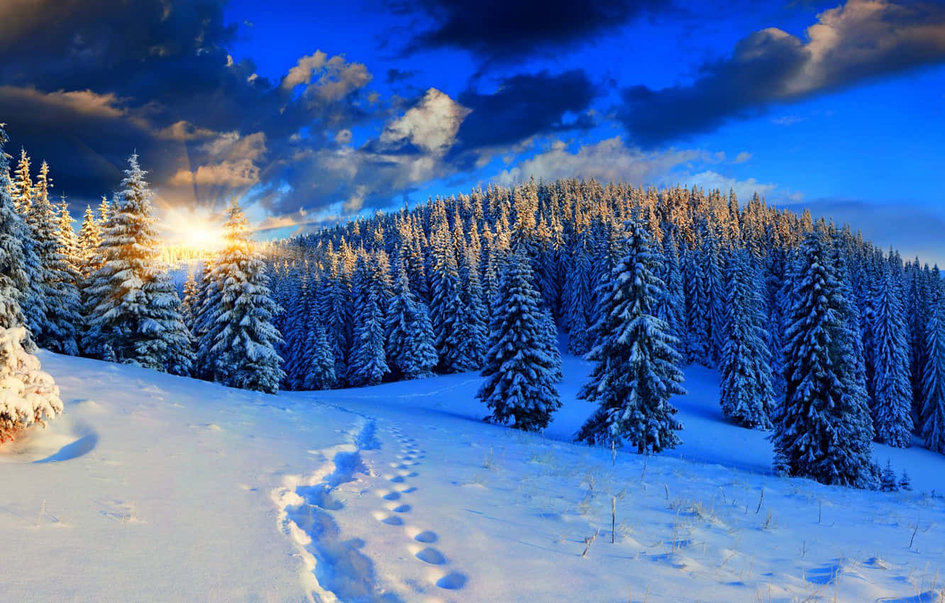 Beautiful Forest 桌布 壁紙 — 冬日山丘上，陽光穿透積雪的松樹，將金色光芒灑在結霜的樹木和新雪上的腳印。