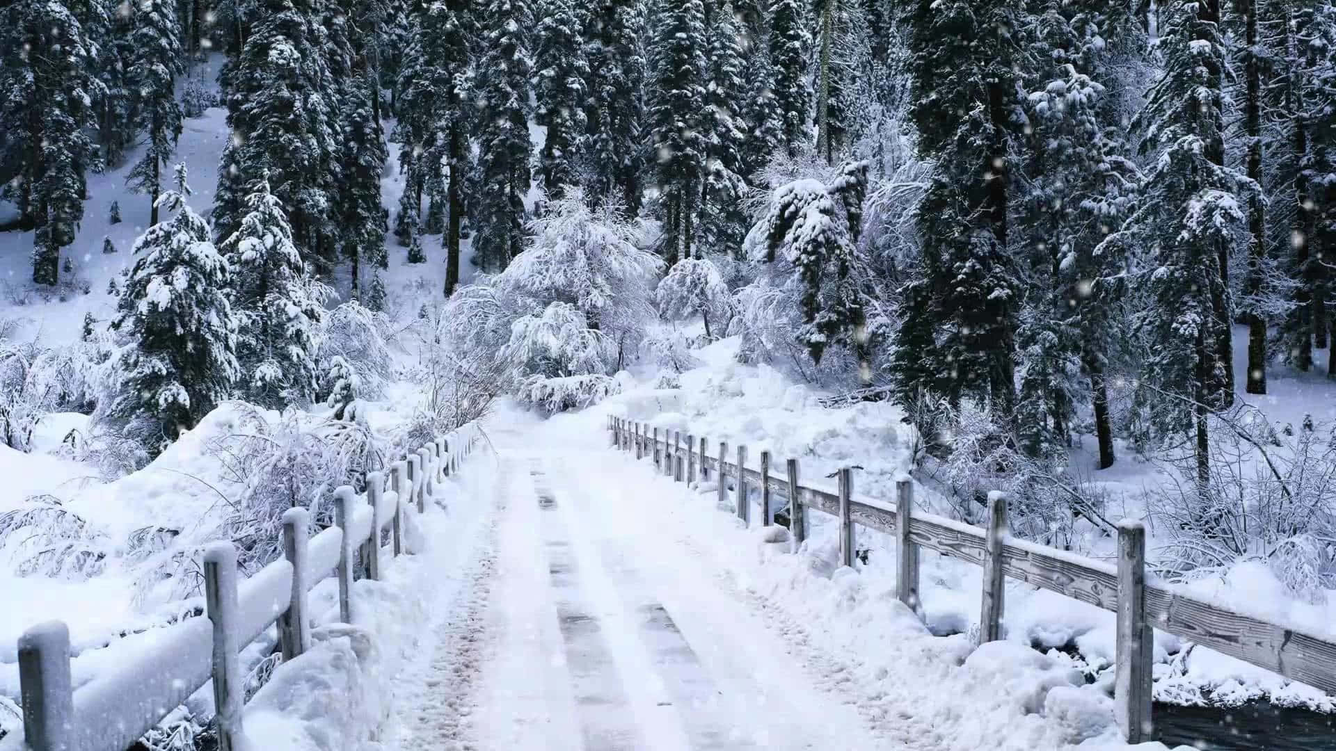 雪花飄落中，有木柵欄和松樹的雪地森林小徑。