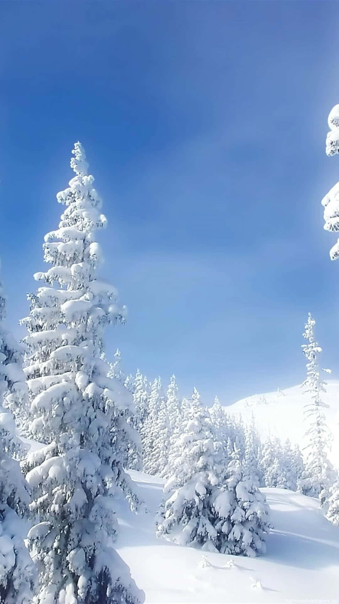晴朗藍天下，明亮的冬日森林中積雪的松樹。