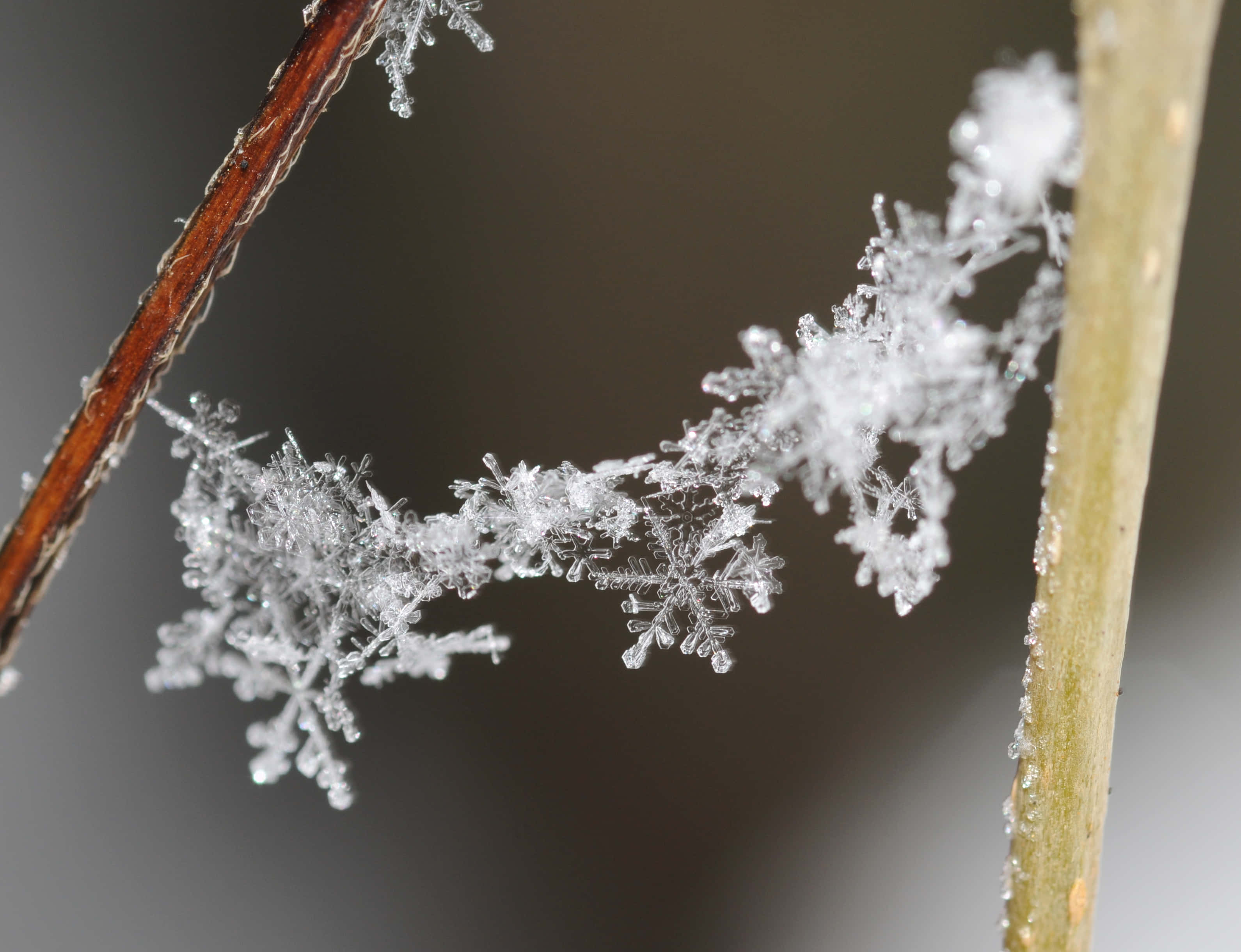 冬日藍天中的璀璨雪花 壁紙 — 精緻的霜晶在纖細的植物莖上複雜地形成，背景柔和模糊。
