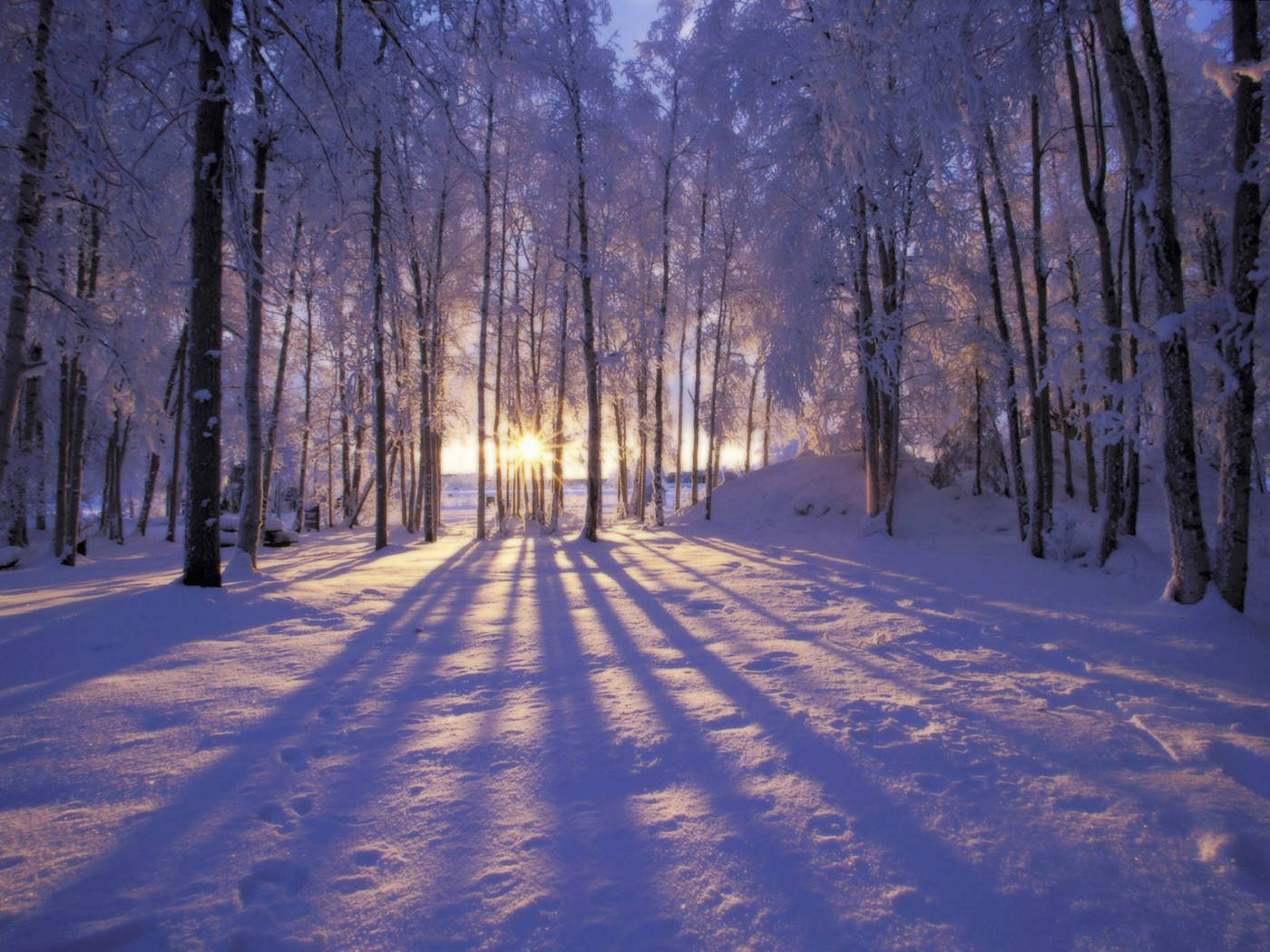 陽光穿過積雪的樹木，在寧靜的冬季森林中。