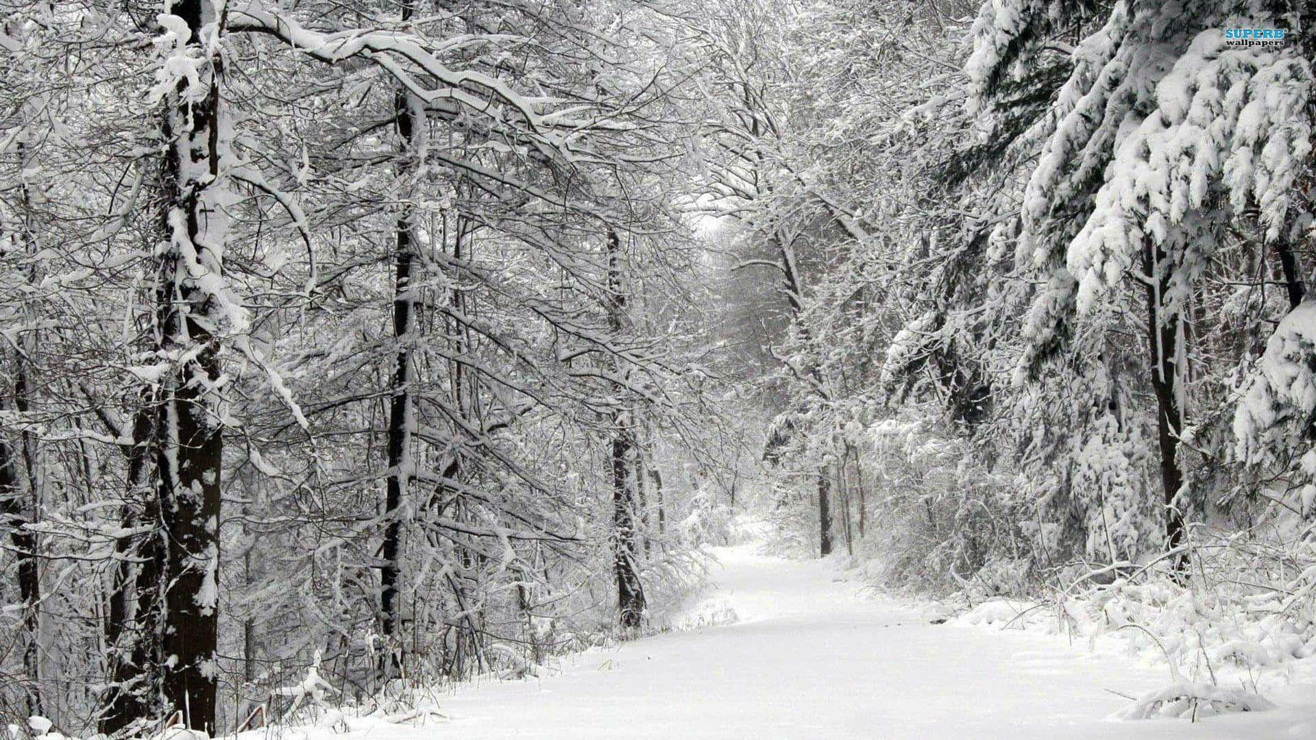 冬日雪林美景 壁紙 — 一條寧靜的積雪森林小徑蜿蜒穿過被白雪覆蓋的高大樹木，營造出寂靜的冬日仙境。