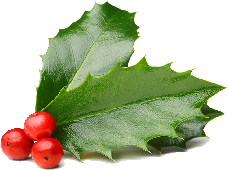 冬青葉與紅果 壁紙 — 充滿活力的綠色冬青葉，帶有尖刺和光澤質感，在純黑背景上托著三顆飽滿的紅色漿果。