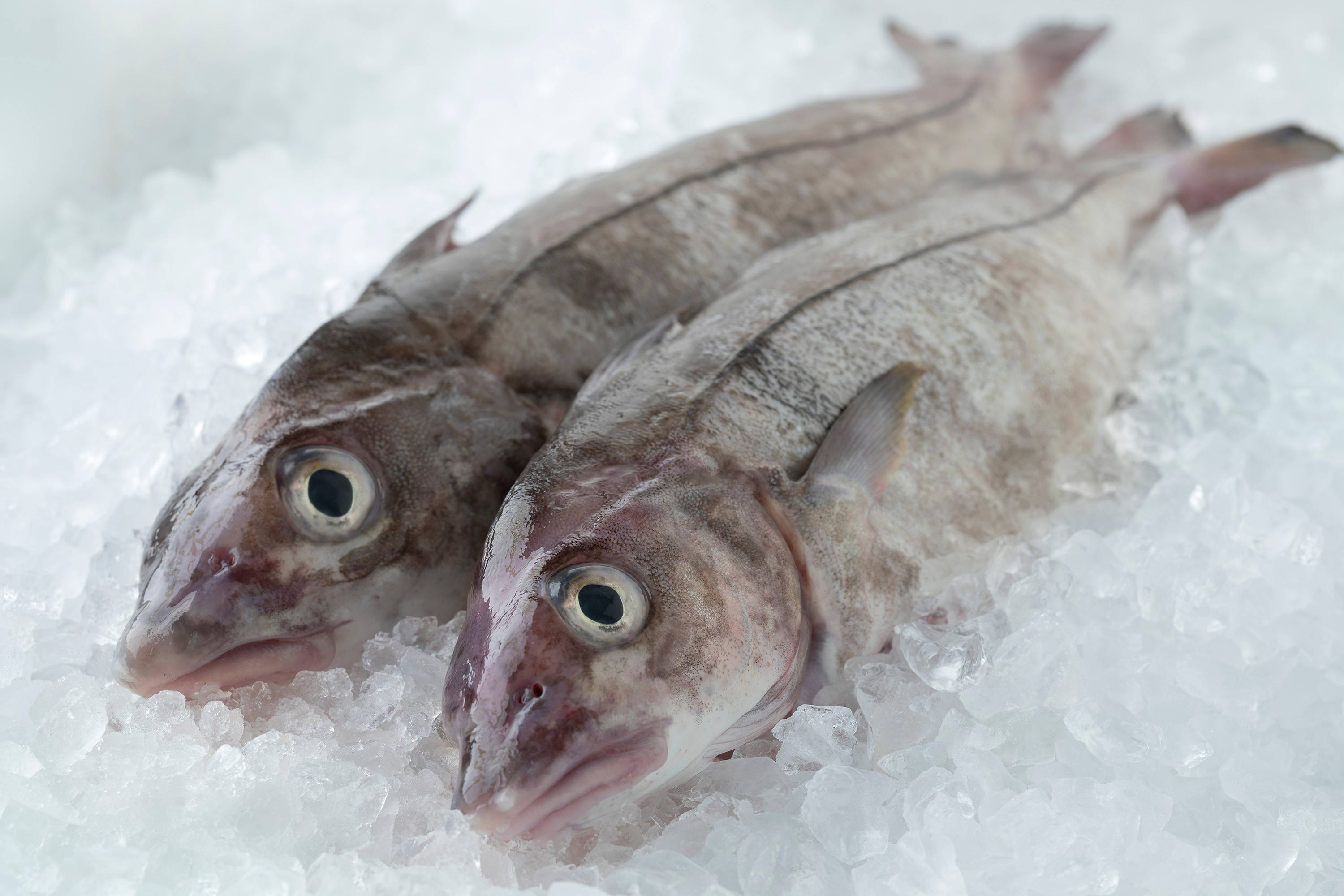 冰凍鱒魚特寫 壁紙 — 兩條新鮮魚張開大眼，躺在碎冰床上，特寫鏡頭。