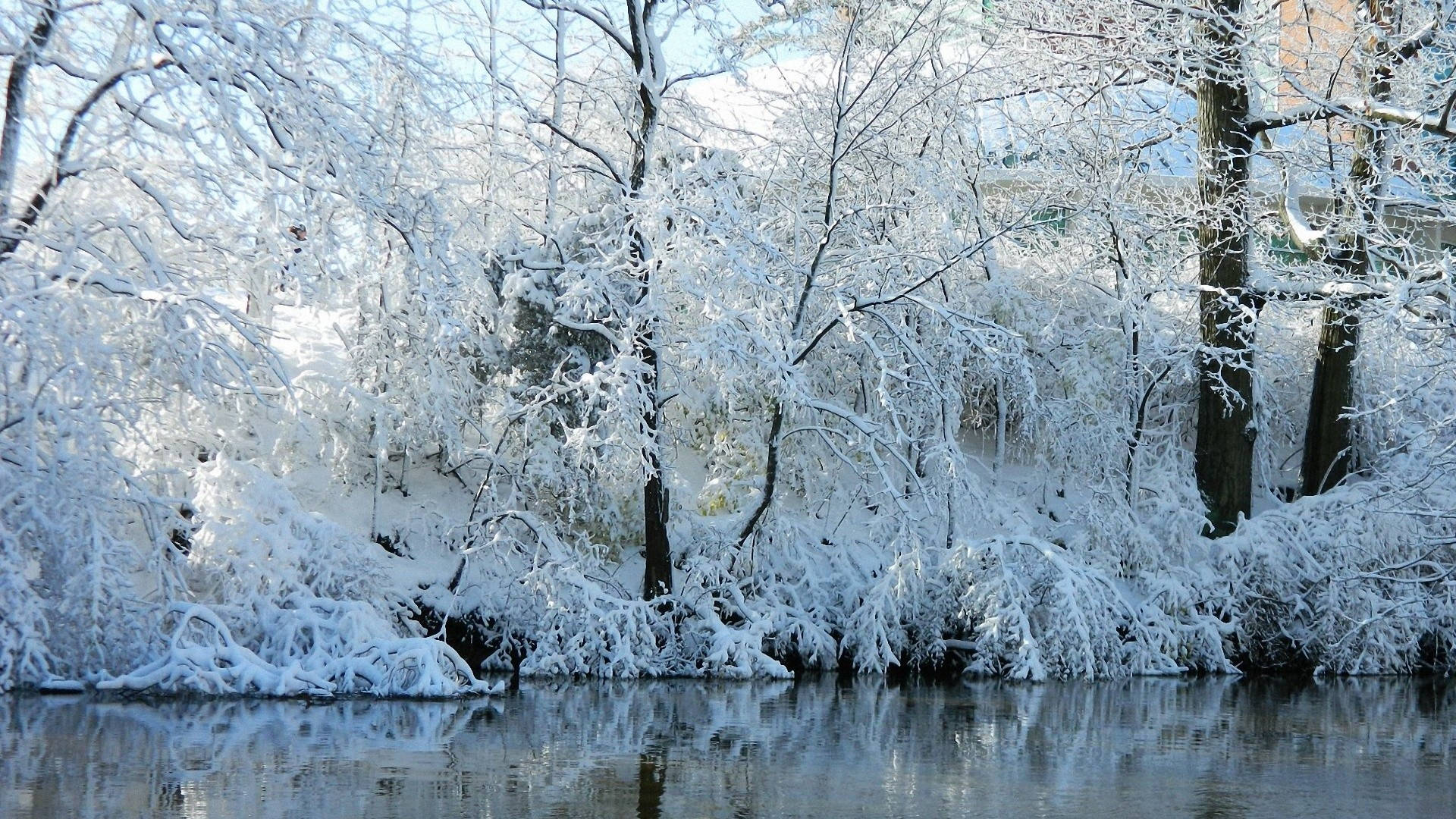冰封溪畔枯樹 壁紙 — 積雪的樹枝拱起在平靜的河面上，倒映著明亮的冬日天空。