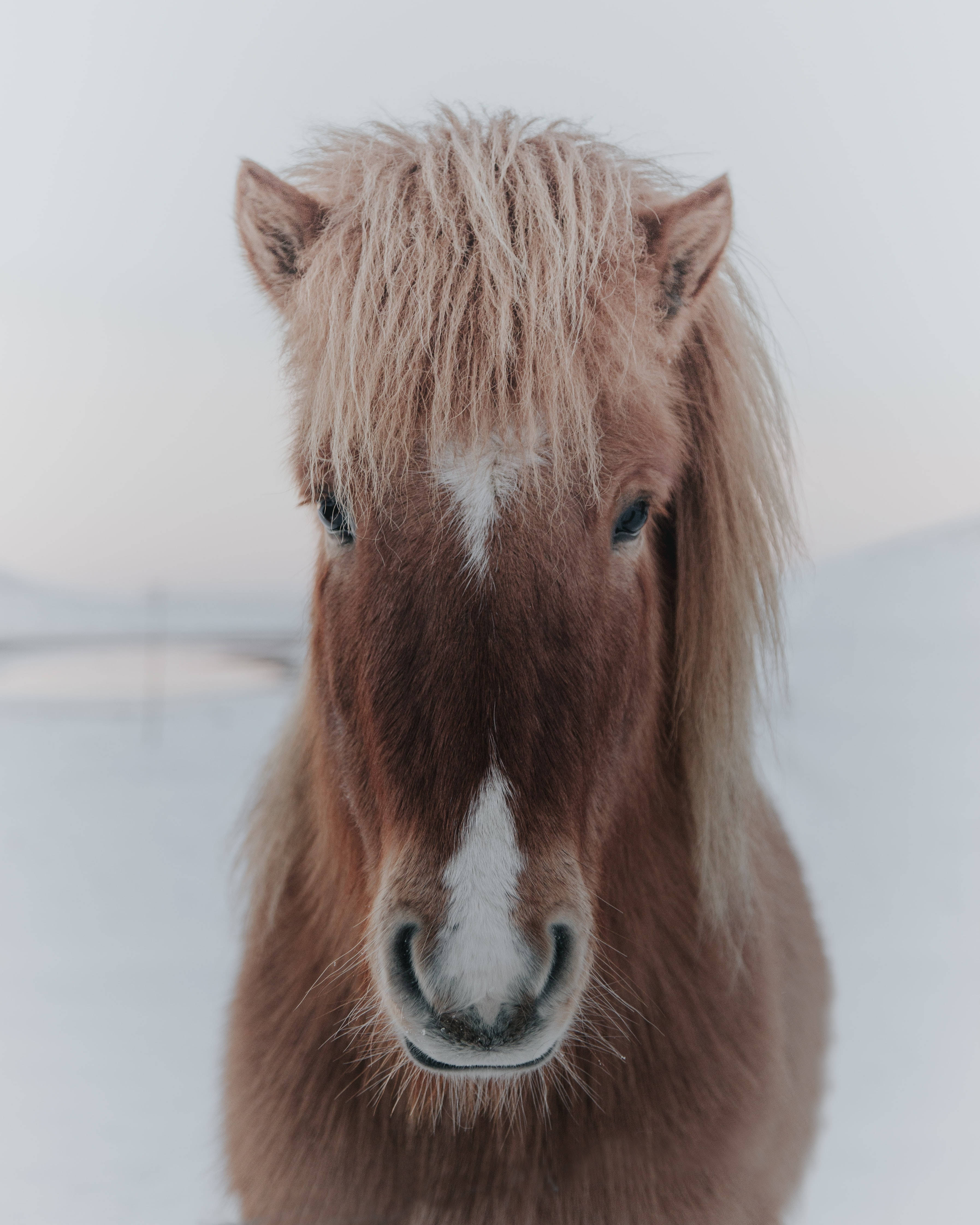 冰島馬臉部特寫 壁紙 — 一匹棕色冰島小馬的特寫，帶有白色星紋和結霜的鬃毛，在雪景中平靜地凝視著相機。
