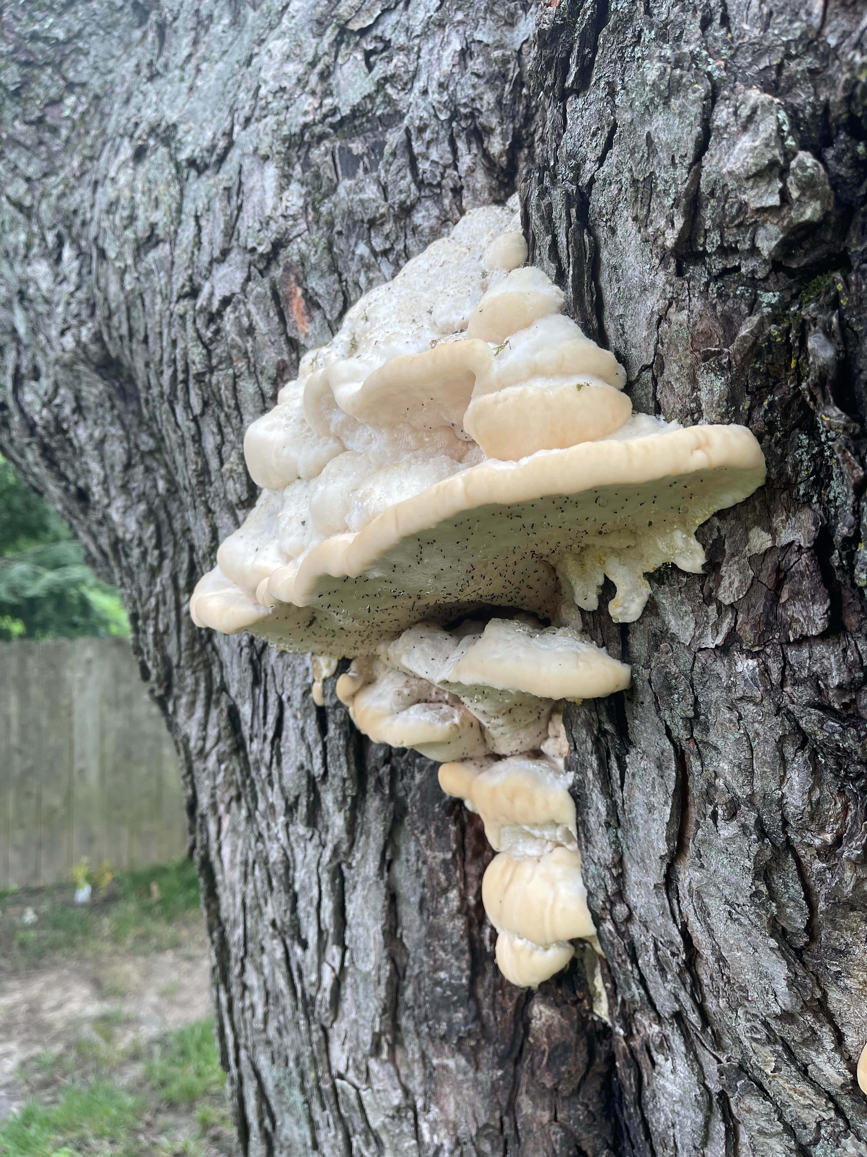 冰黃色樹菌影像 壁紙 — 一個大型淺米色層架真菌在風化樹幹的粗糙樹皮上分層生長。