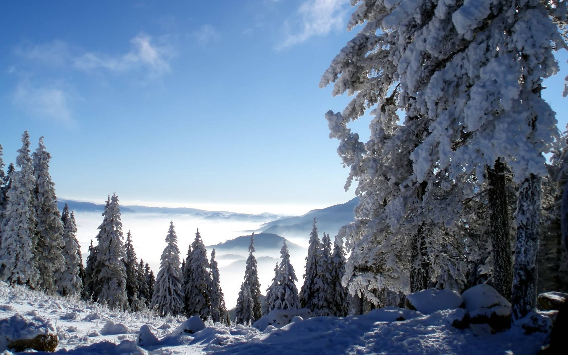 冷冬山景風光 壁紙 — 掛滿雪的松樹框住了令人嘆為觀止的山景，下方是雲海，上方是清澈的藍天。