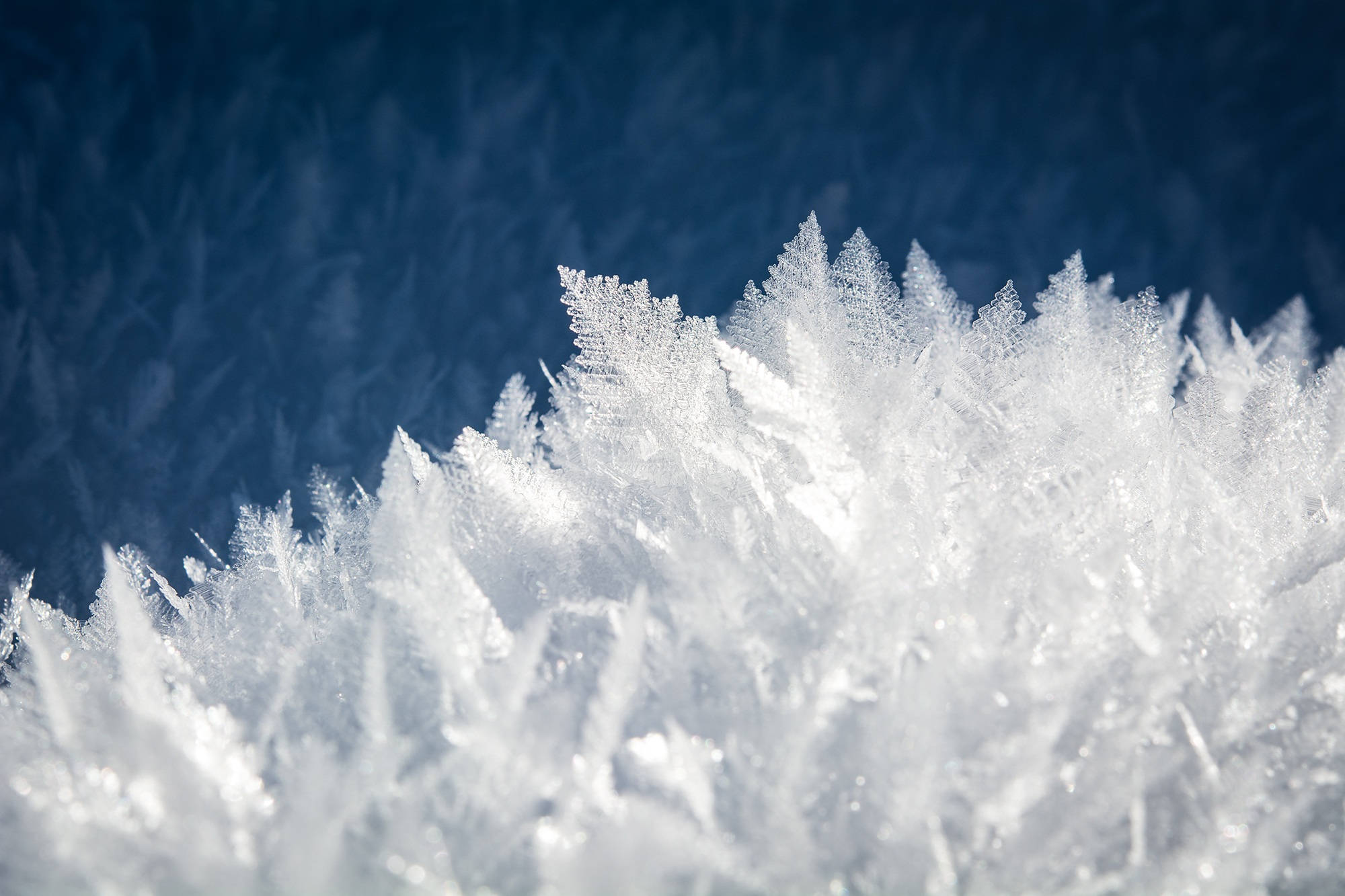 冷冬晶體雪花 壁紙 — 精緻的白色霜晶在深藍色模糊背景上閃爍，呈現冬季特寫場景。