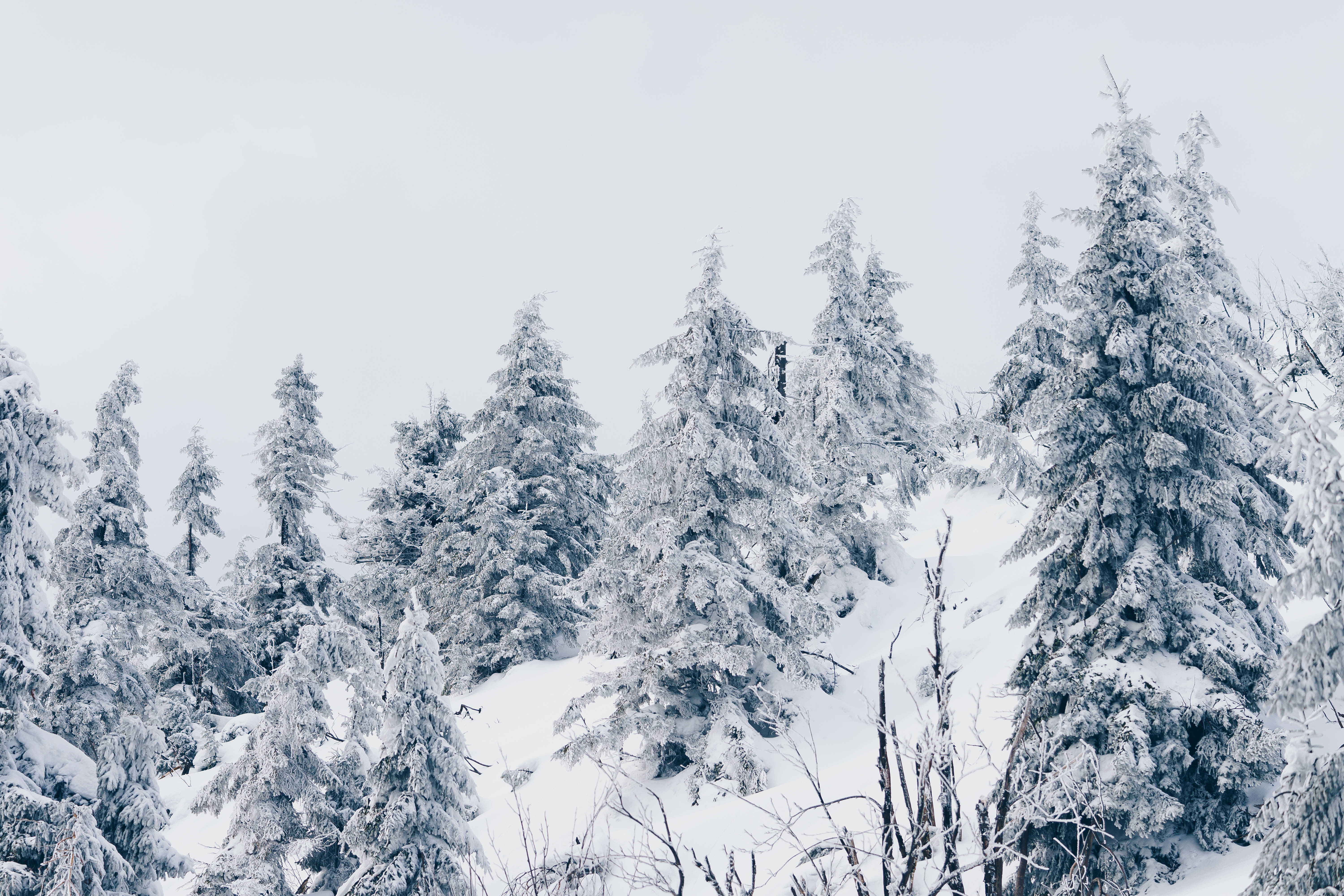 冷杉林冬季桌面 壁紙 — 積雪的常青樹在蒼白的冬日天空下，聳立於寧靜的山林之中。