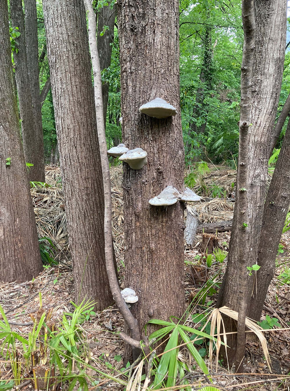冷灰斑點樹菌圖 壁紙 — 灰色嘅架狀真菌喺有紋理嘅樹幹上成群生長，周圍係茂密嘅綠色森林下層植物。