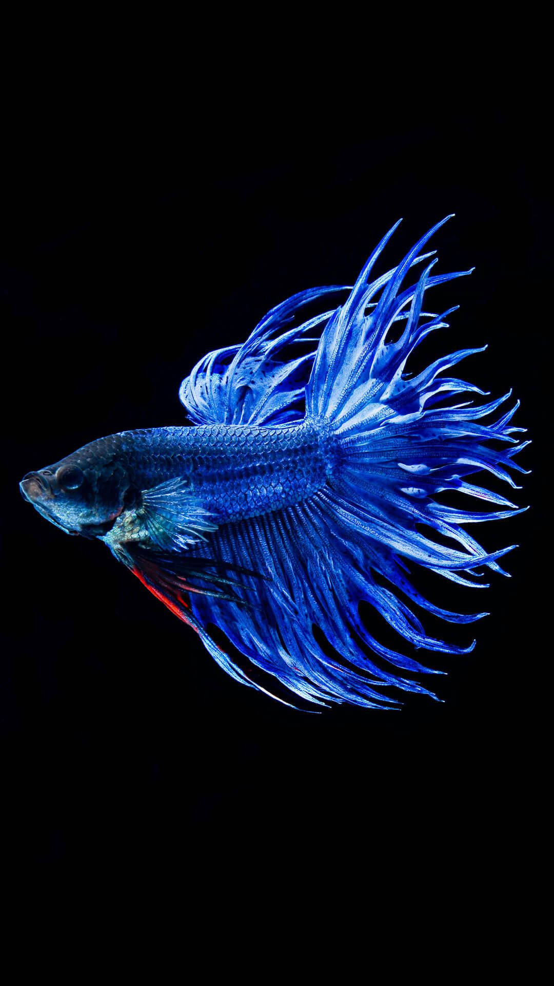冷色斗魚 壁紙 — 一條充滿活力的藍色鬥魚，魚鰭飄逸，在純黑色背景上發光。