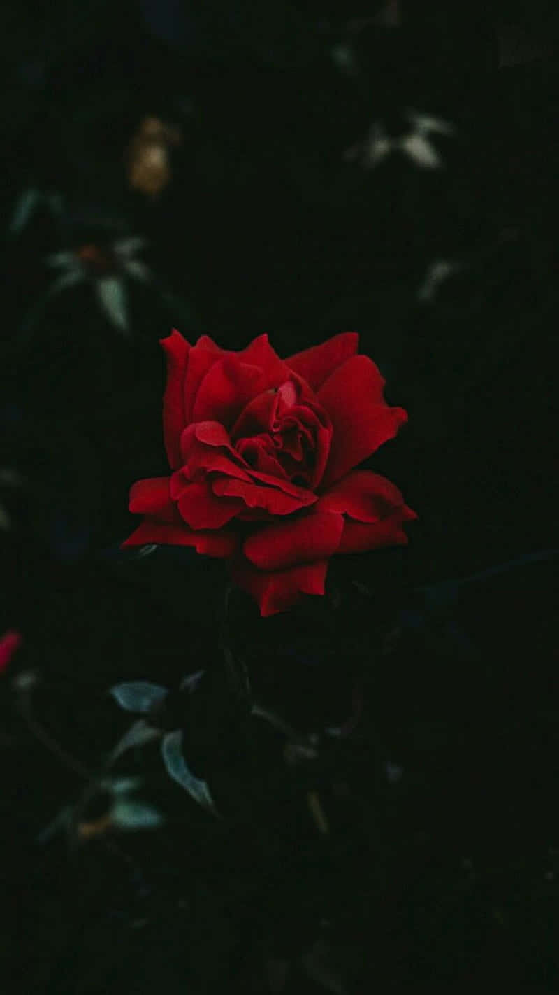 冷色玫瑰之美 壁紙 — 一朵鮮豔的紅玫瑰在深邃陰暗的背景和模糊的樹葉襯托下戲劇性地綻放。