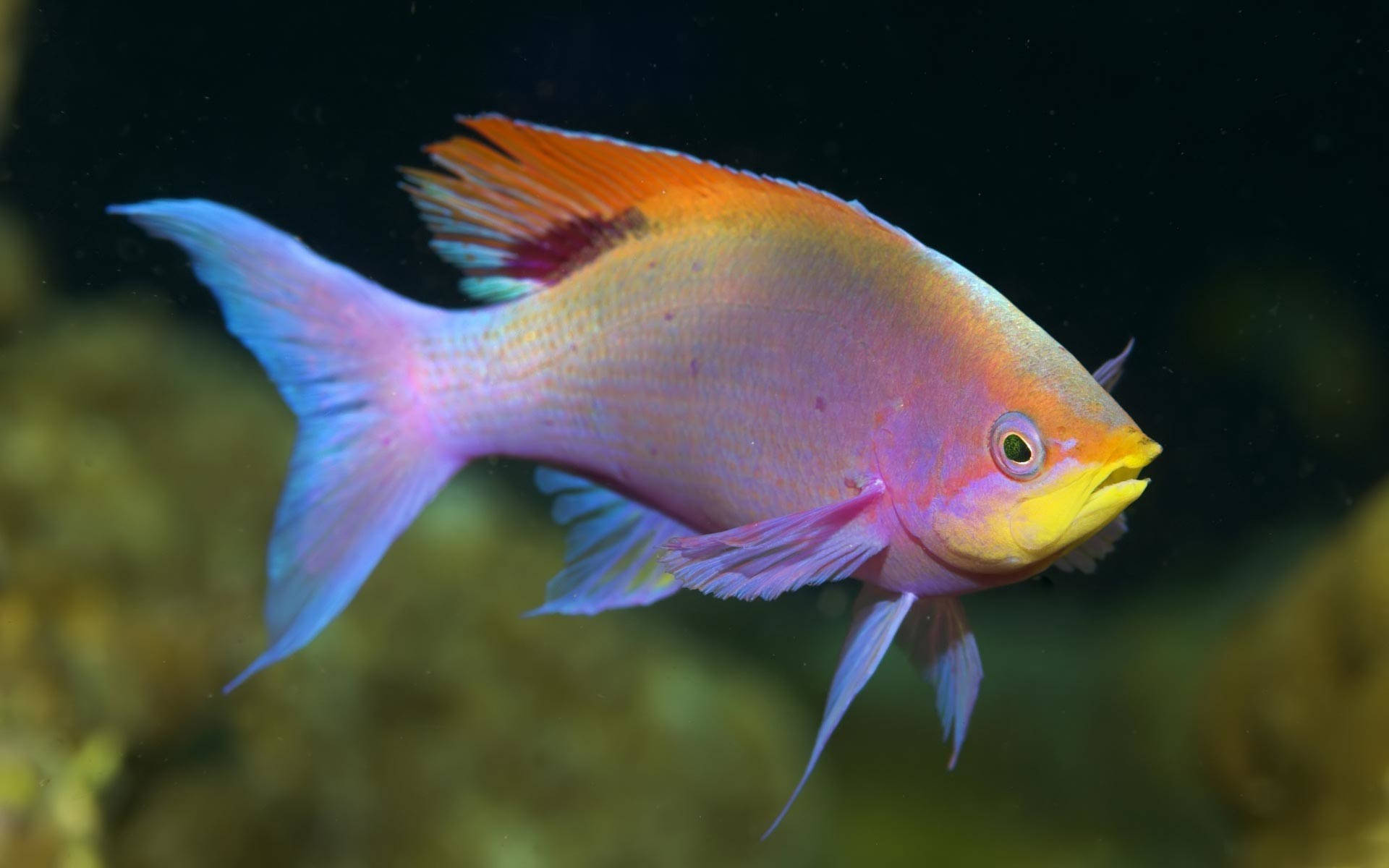 冷色粉紅魚 壁紙 — 一條色彩鮮豔的熱帶魚，帶有粉紅色、橙色和藍色的鰭，在黑暗的水下背景下優雅地游動。