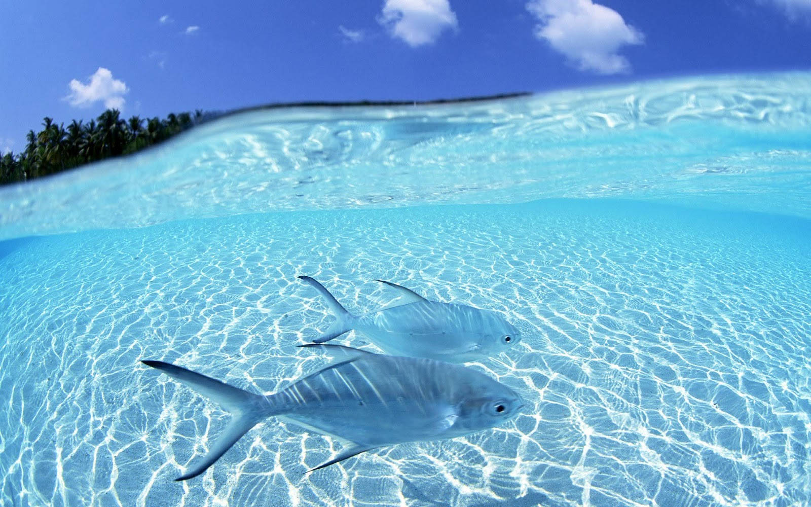 冷色魚與清澈海水 壁紙 — 兩條銀色魚在清澈碧綠的海水中滑行，上方是明亮的藍天、蓬鬆的雲朵和遠處的熱帶島嶼。