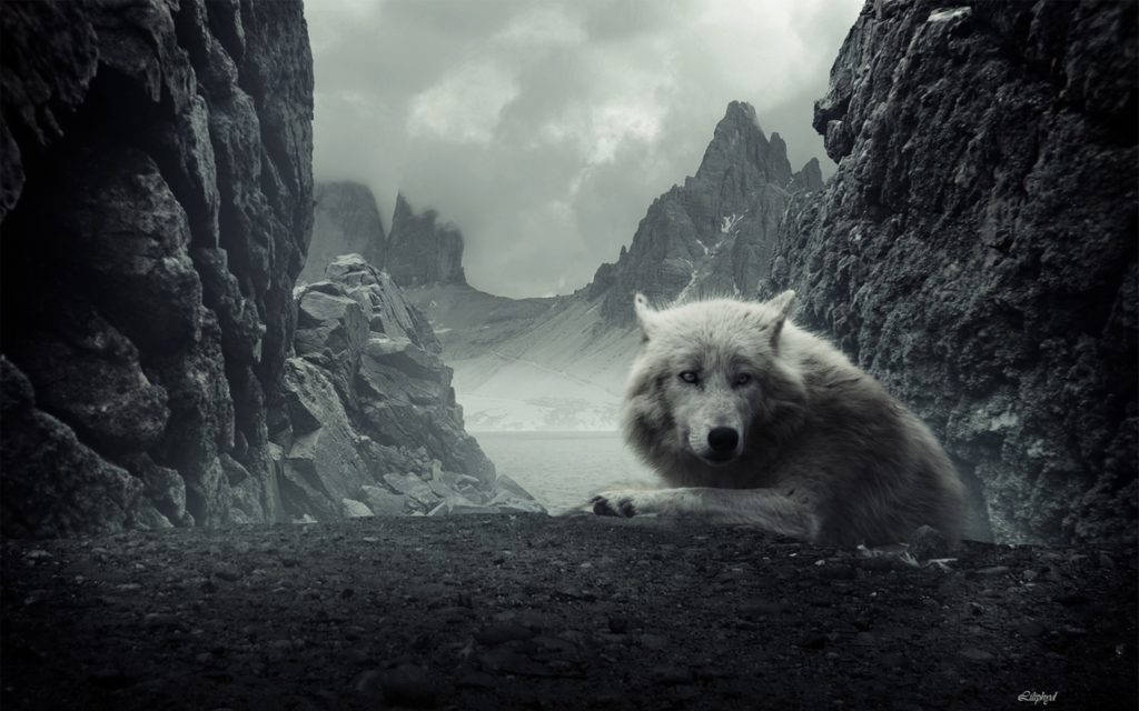 冷酷狼在落基山 壁紙 — 一頭孤獨的白狼在岩石裂縫中休息，俯瞰著多雲天空下霧氣繚繞的山谷。