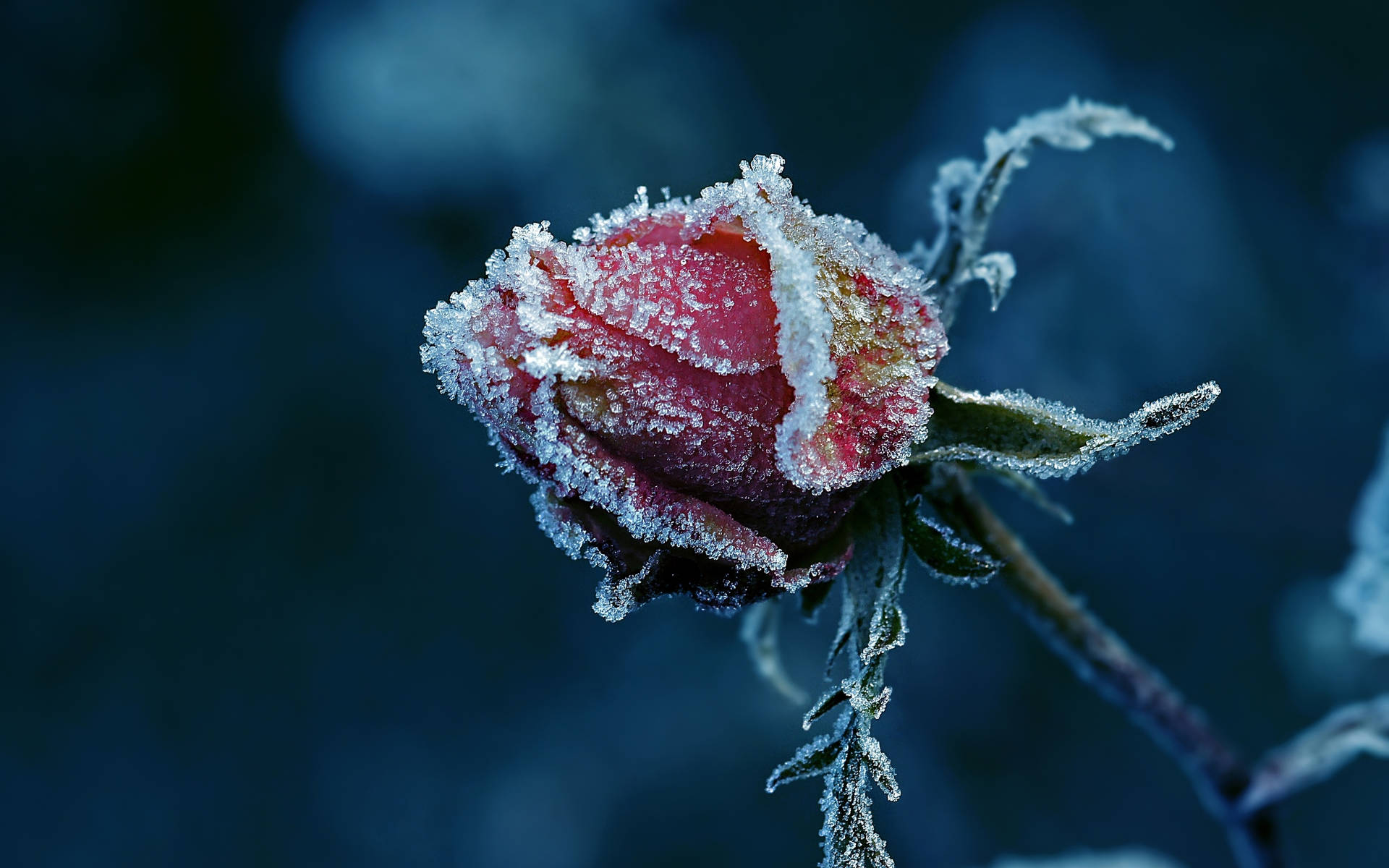 冬季花瓣和葉子上帶有冰晶的結霜玫瑰花蕾。