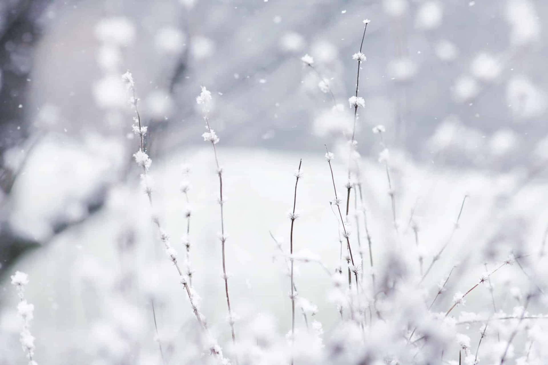 被雪覆蓋的草莖在寧靜的冬日場景中，雪花飄落。