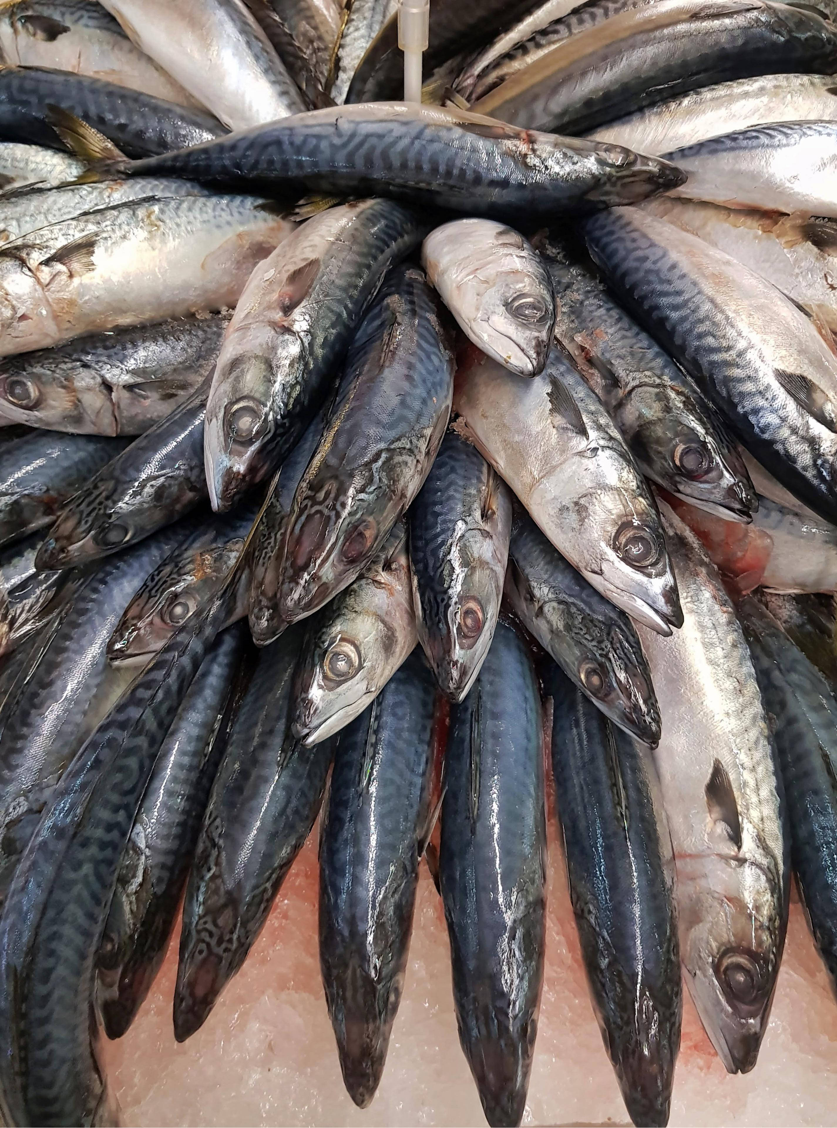 凍鰹魚 壁紙 — 新鮮鯖魚在海鮮市場攤位的冰上以圓形展示排列。