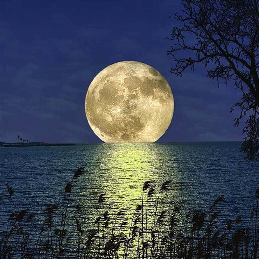 凝望美麗的夜空 壁紙 — 一輪巨大的發光滿月在平靜的海面上升起，投射出金色的倒影，而蘆葦和光禿的樹枝剪影在夜晚框住了這一幕。