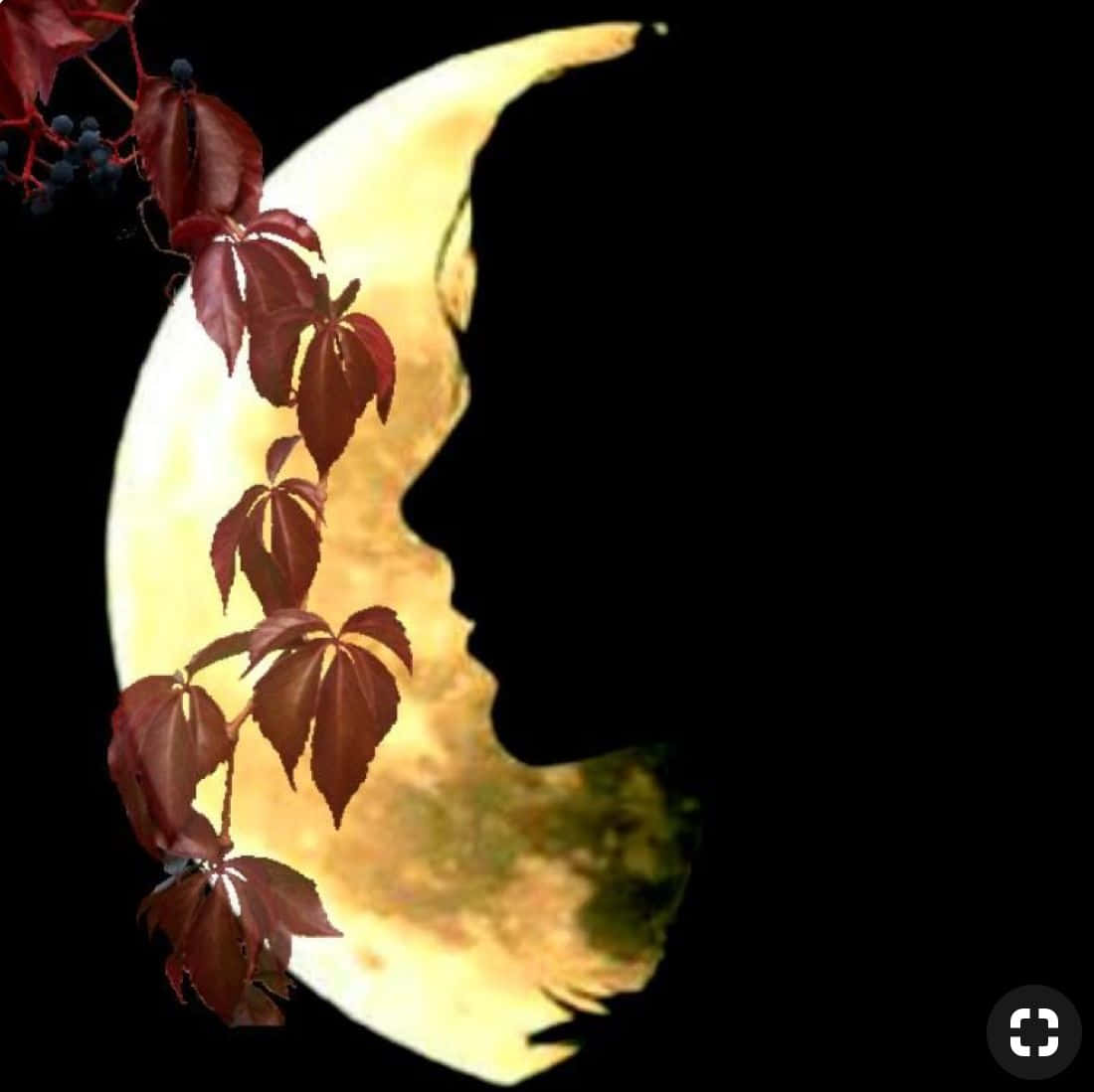 凝望輝煌的月亮 壁紙 — 一彎新月形成人類側面輪廓，深紅色樹葉和漿果沿著其曲線攀爬，襯托著黑色天空。
