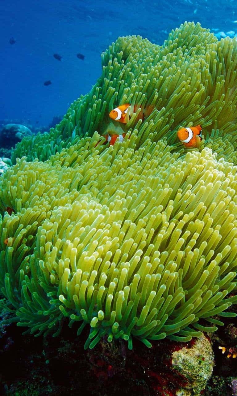 小丑魚依偎在綠色海葵中（水下）。