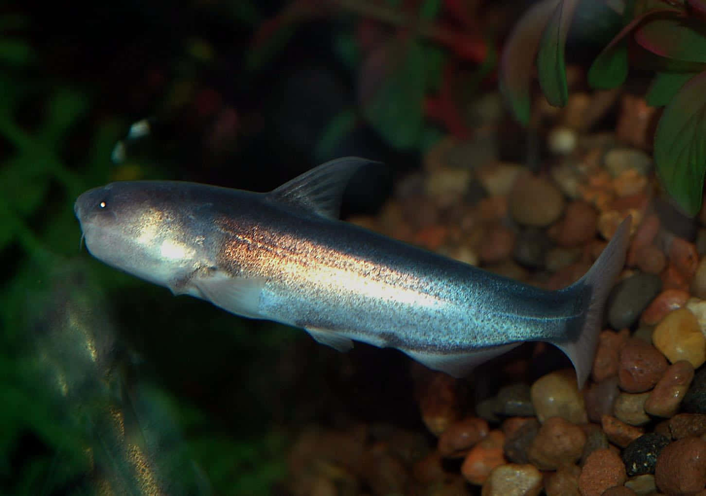 「凝視著鱸魚」 壁紙 — 一條光滑的銀色鯰魚在茂密的綠色水族箱環境中優雅地滑過色彩繽紛的鵝卵石。