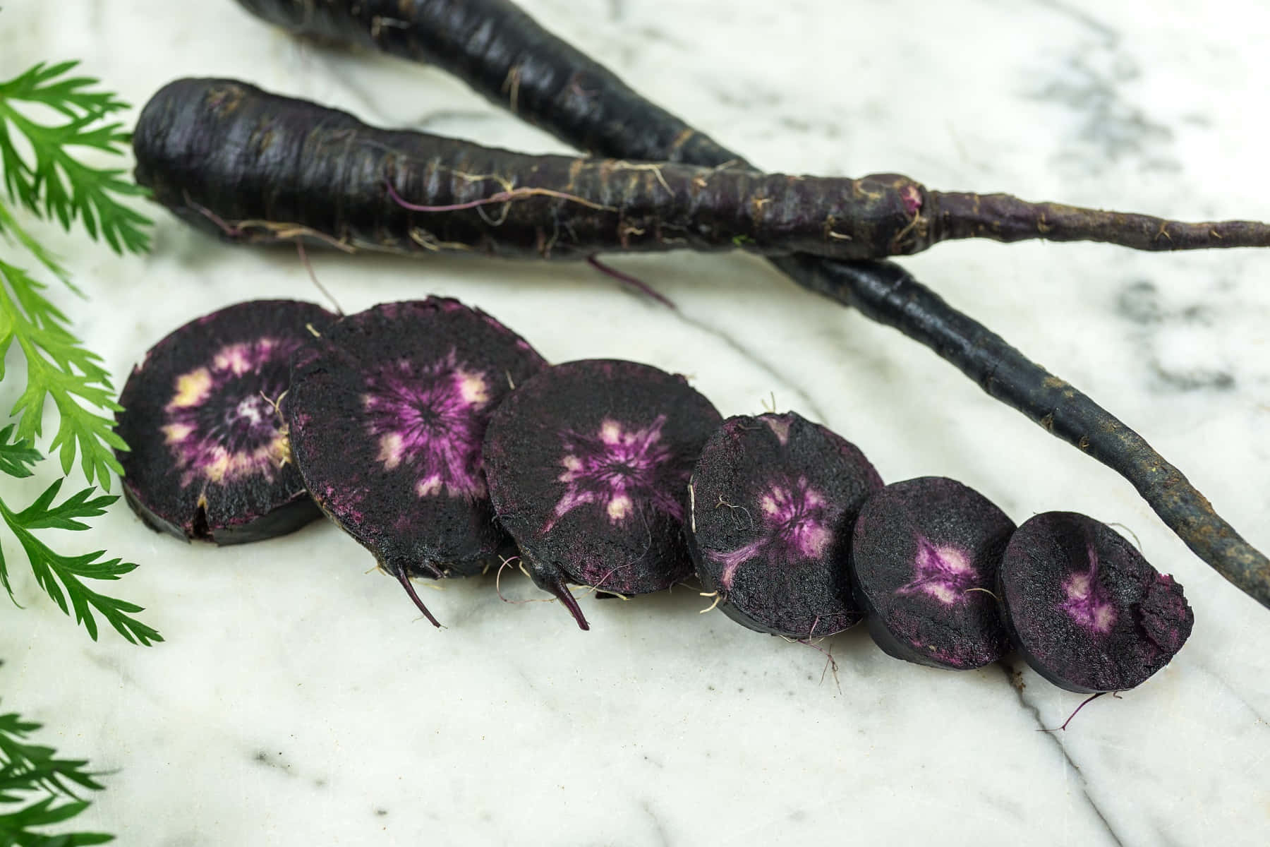 Purple Carrots 桌布 壁紙 — 切片黑蘿蔔帶有鮮豔的紫色內部，放在白色大理石表面上，旁邊是新鮮的綠色香草。