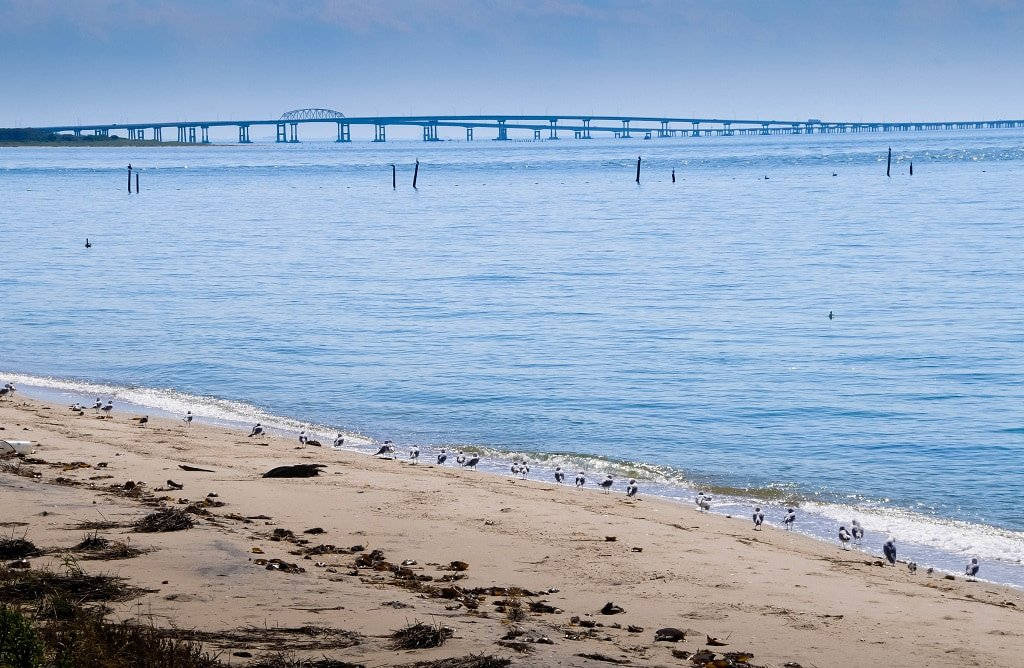 沙灘上的海鷗靠近海洋，遠處有長橋