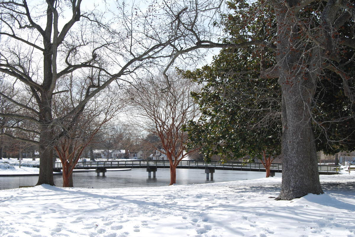 白雪覆蓋的公園，光禿樹木和結冰池塘，明亮冬日天空下
