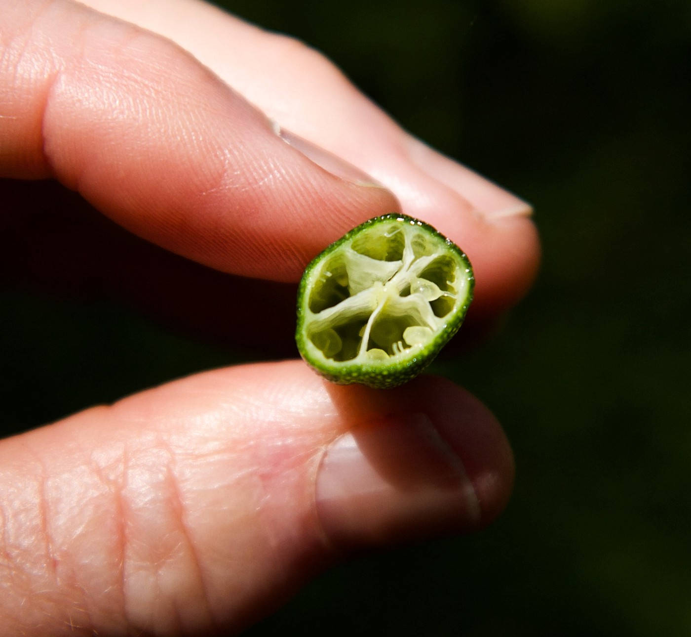 切開的指 lime 展現翠綠珍珠 壁紙 — 一隻手拿著切片綠色柑橘類水果的特寫，揭示其複雜的分段內部。