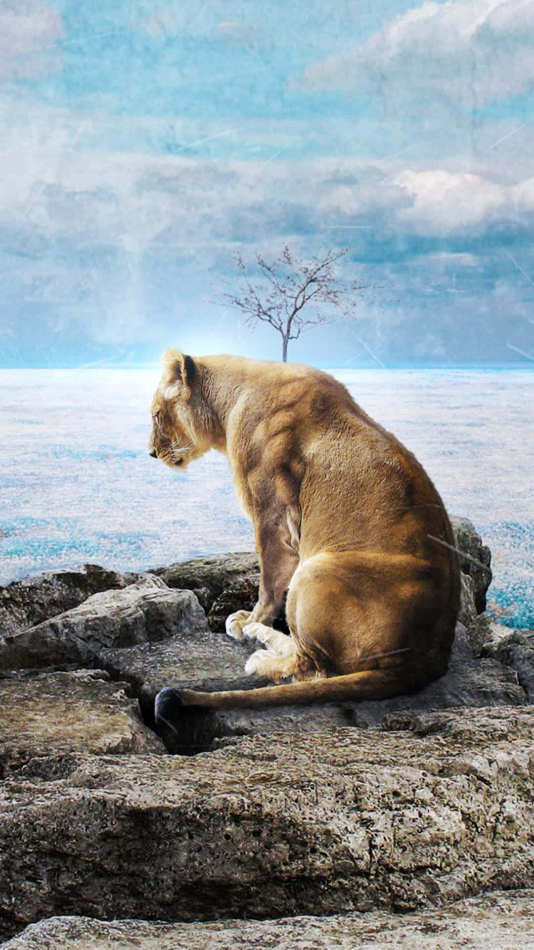 一頭母獅子獨自坐在岩石上，凝視著遠方的樹木和藍色地平線。