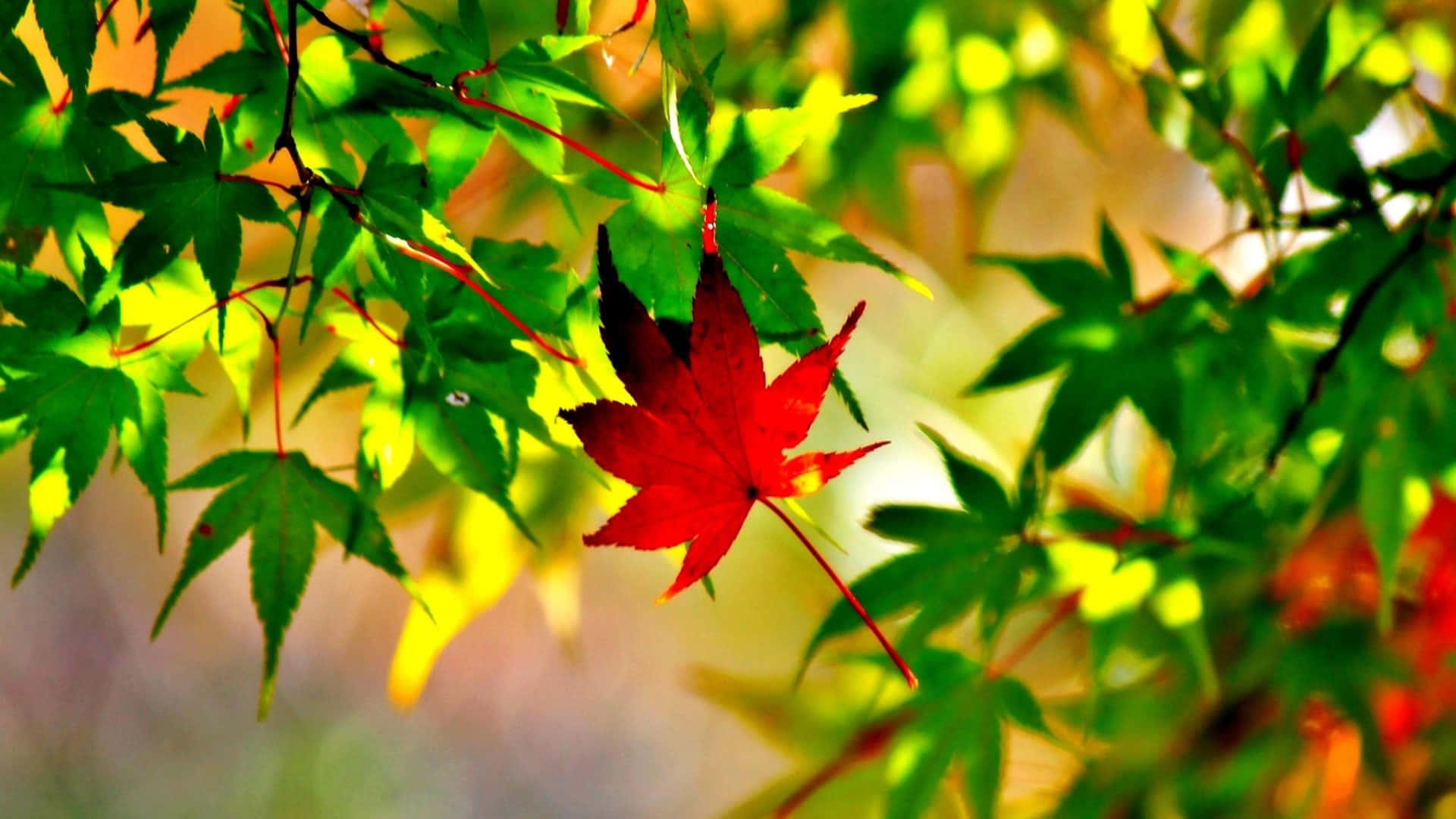 陽光穿透綠葉中的一片紅楓葉。