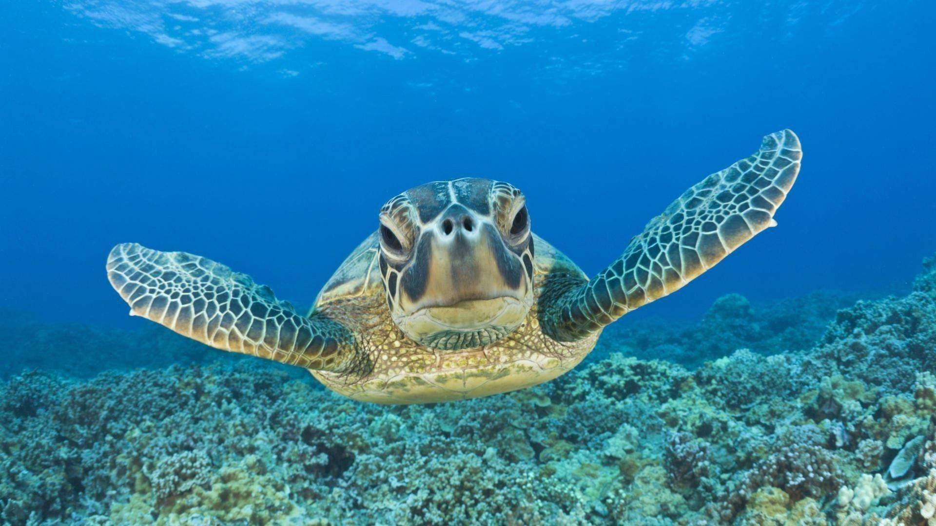 綠海龜在清澈藍色海水中游過珊瑚礁