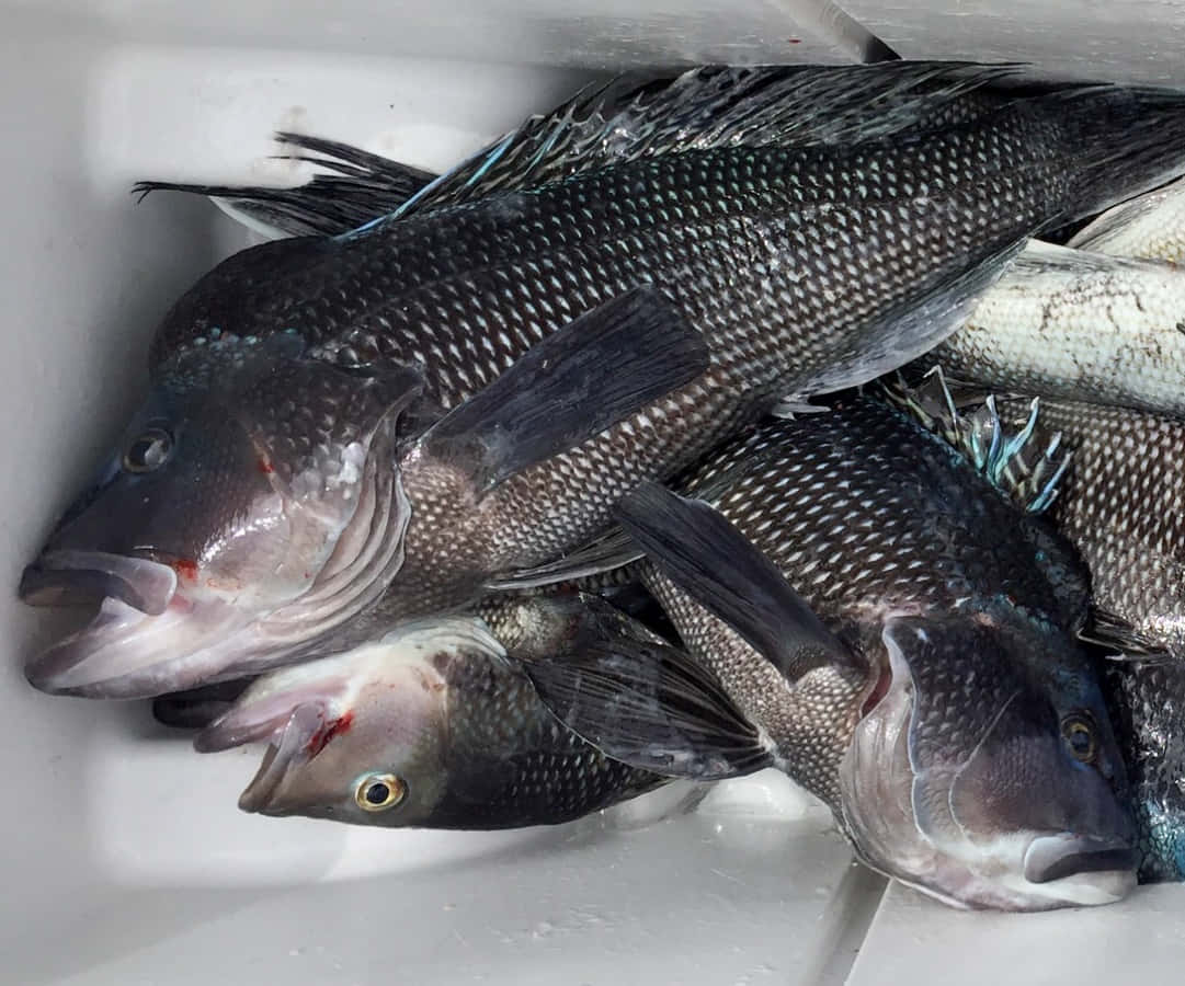 Black Sea Bass 桌布 壁紙 — 剛捕獲的深色鱗片魚，帶有藍色尖端魚鰭，放在白色容器中的冰上。
