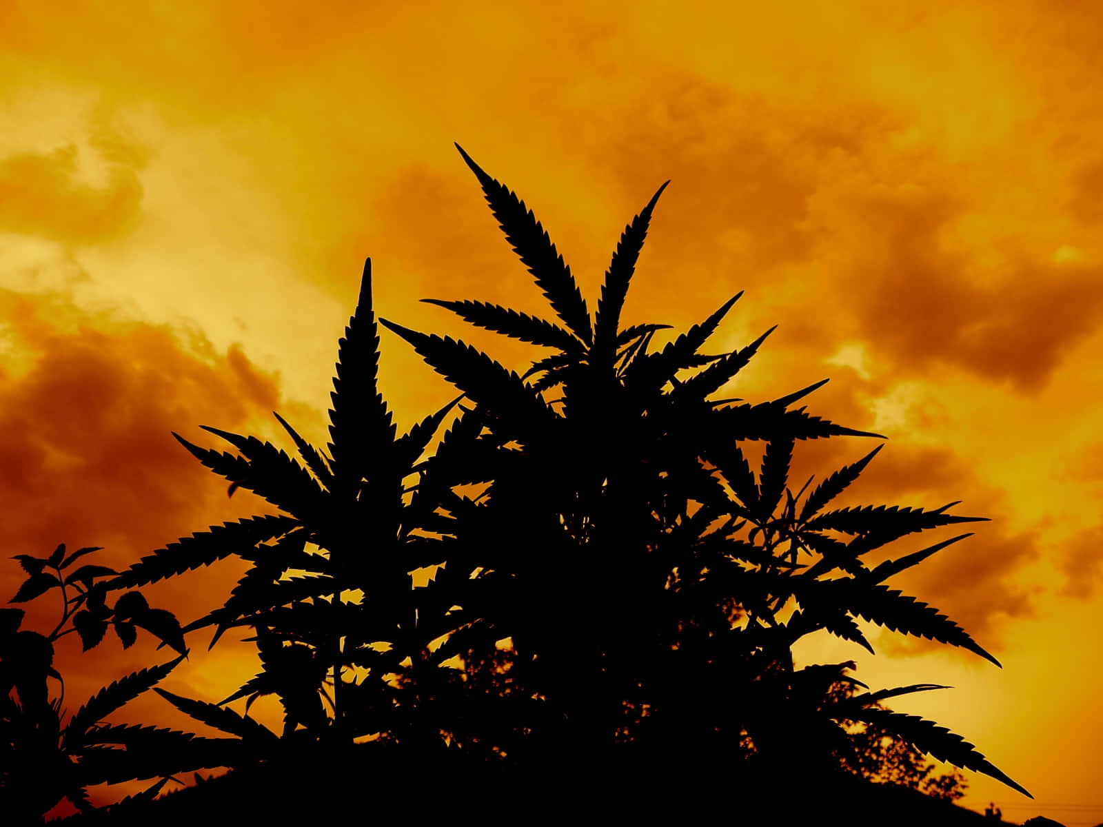 420 桌布 壁紙 — 剪影大麻植物，背景係火橙色日落天空同紋理雲。