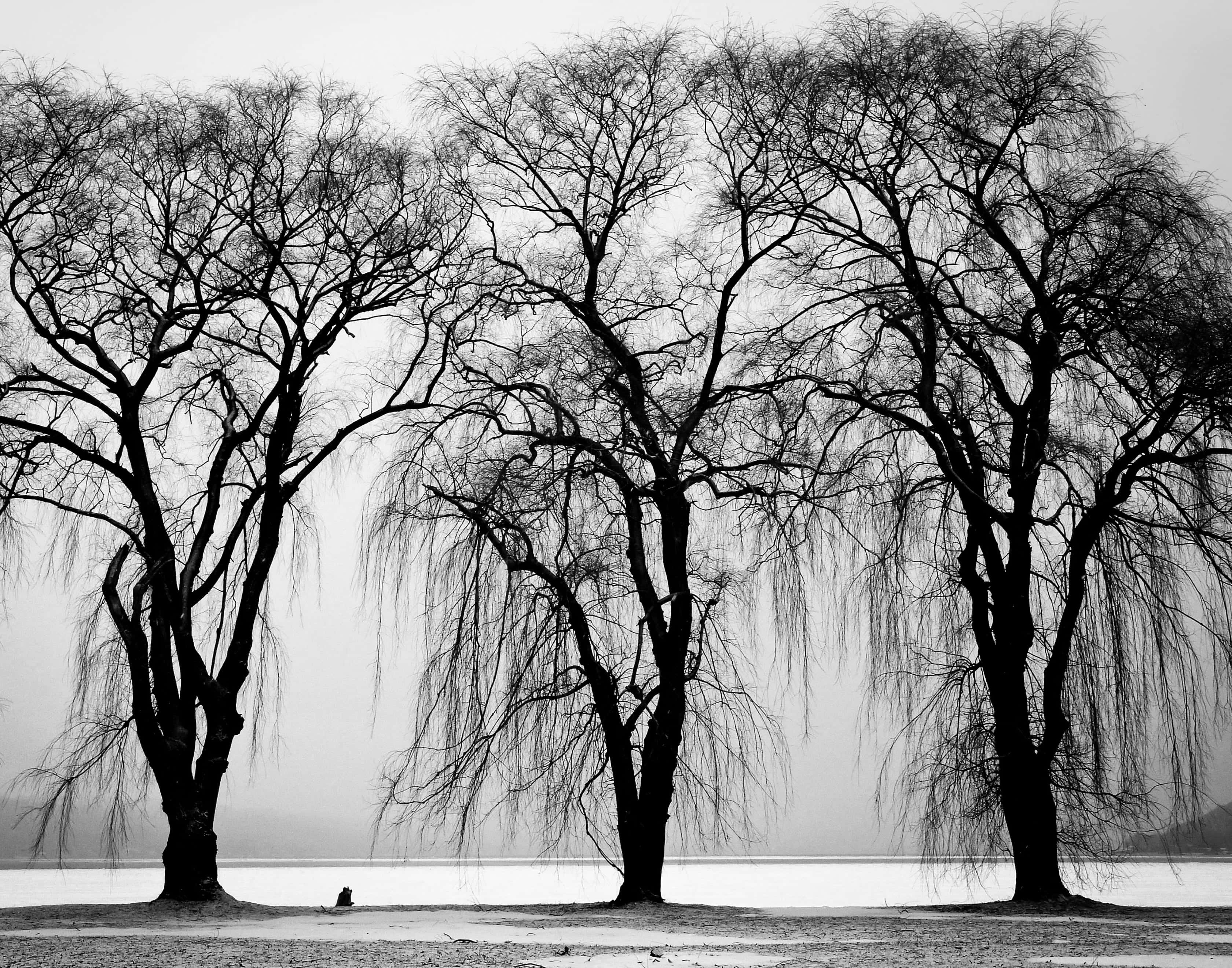 Black And White Tree 桌布 壁紙 — 剪影柳樹帶有複雜的裸露枝條，框住一個孤獨的身影坐在霧氣瀰漫的湖邊，以單色呈現。