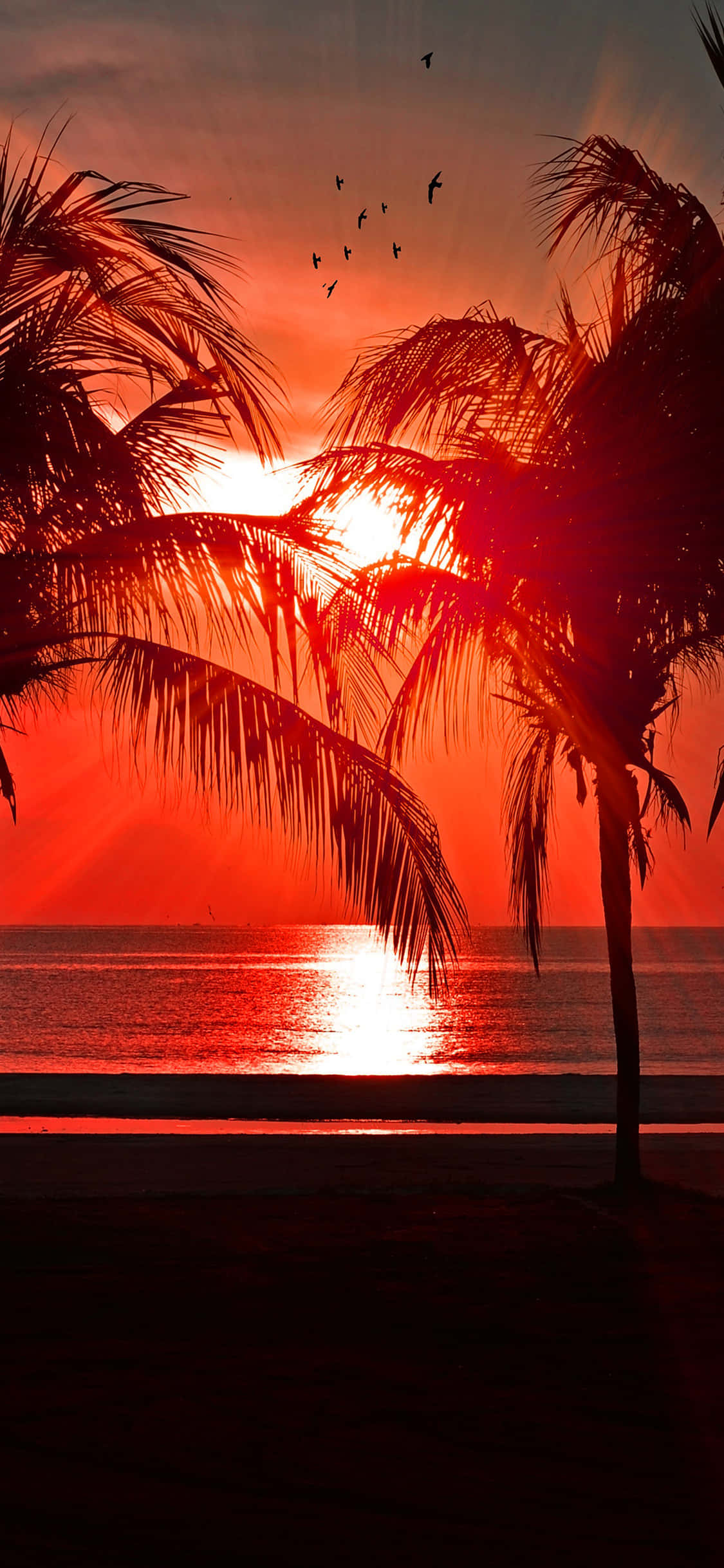 Beach Getaway 桌布 壁紙 — 剪影棕櫚樹框住海洋上空火紅的日落，鳥兒在上方飛翔。