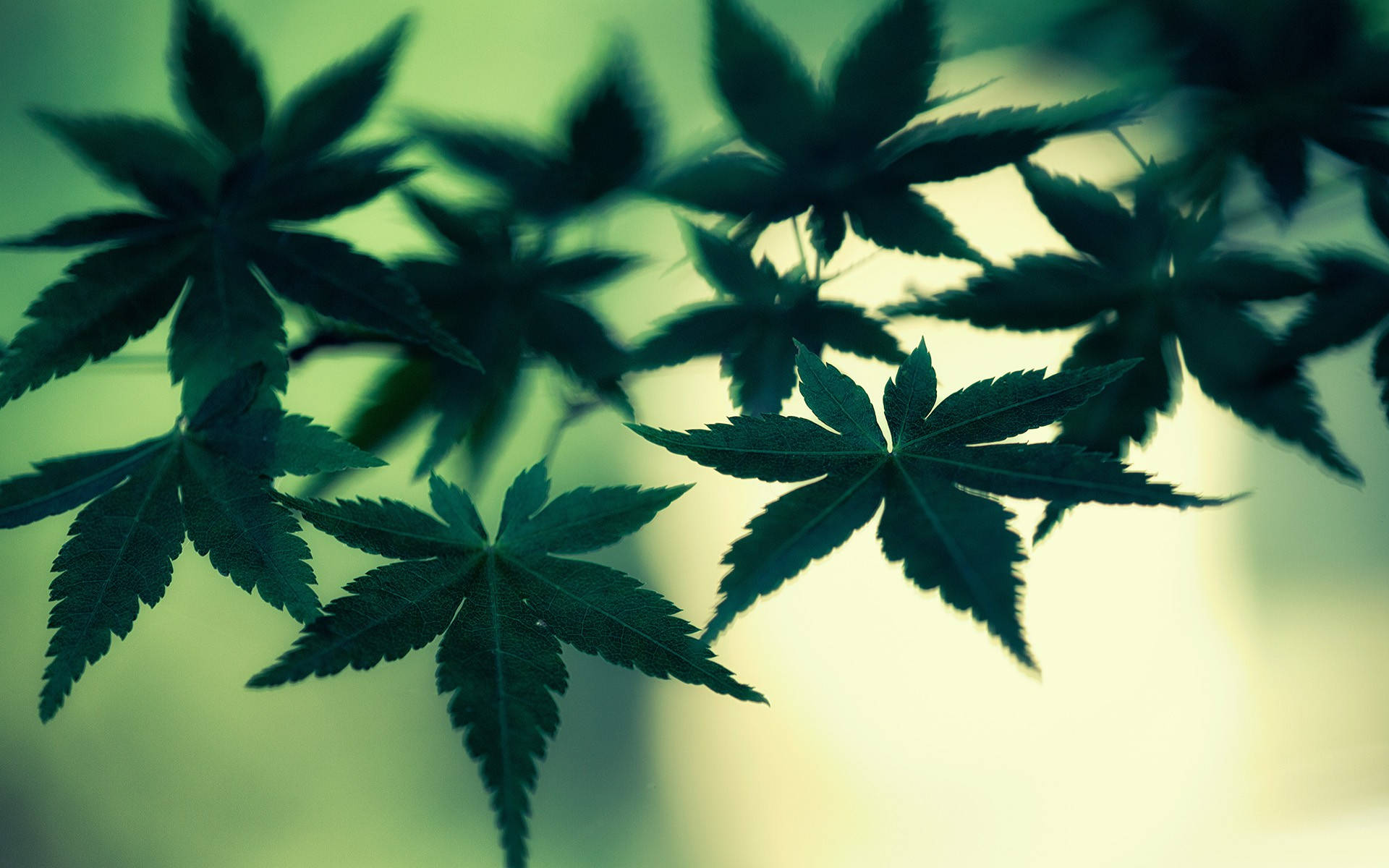 大麻 桌布 壁紙 — 剪影楓葉帶有鋸齒邊緣，在柔和的綠色和黃色模糊背景中發光。