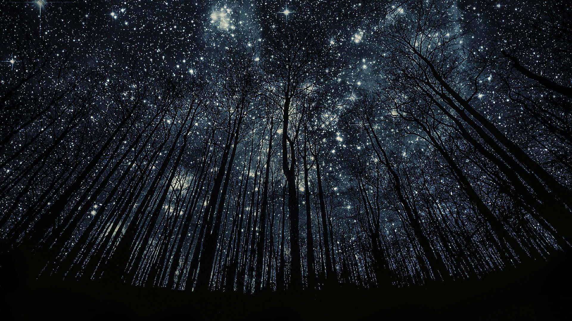 Midnight 桌布 壁紙 — 剪影樹木向上延伸，進入充滿星星的夜空，散發著宇宙的光芒。