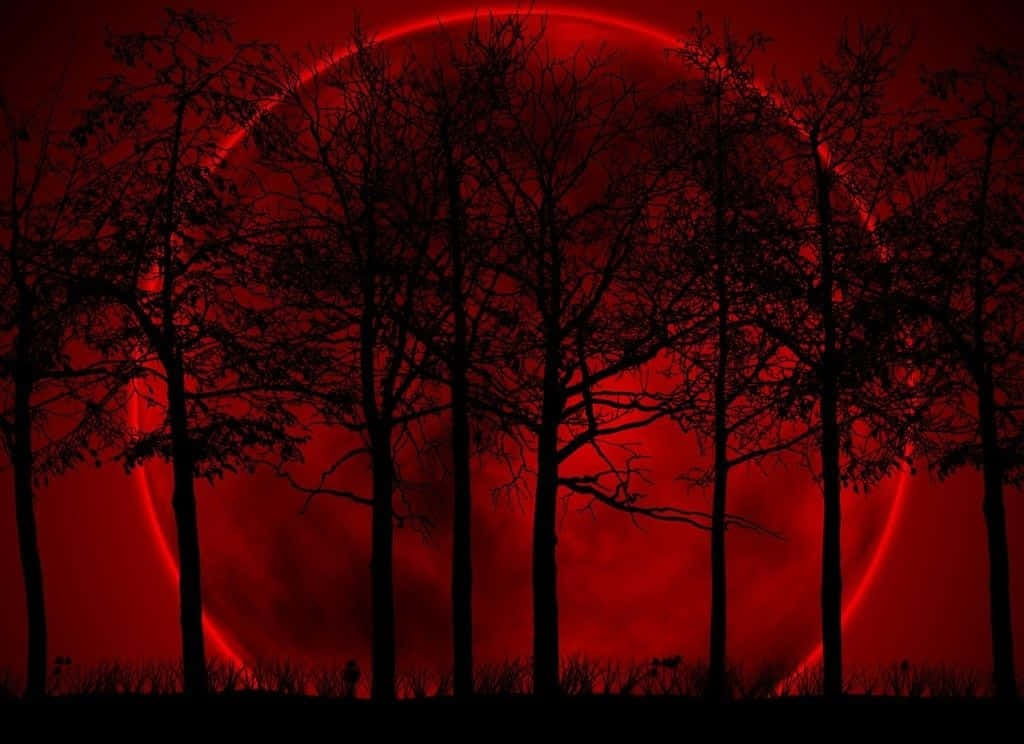 Dark Nature 桌布 壁紙 — 剪影樹木在發光的紅色滿月下，在令人毛骨悚然的夜間森林場景中顯得格外突出。