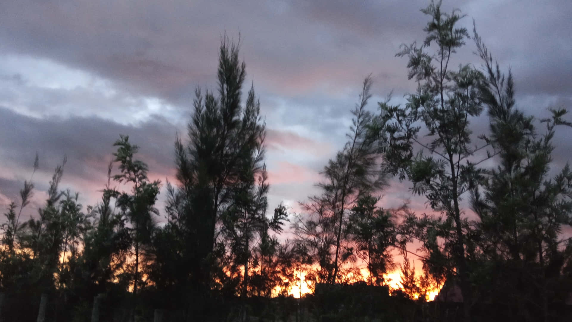 4K Aesthetic forest at sunset 壁紙 — 剪影樹木框住一個戲劇性的日落，帶有火熱的橙色和粉紅色雲彩，映襯著陰鬱的灰色天空。