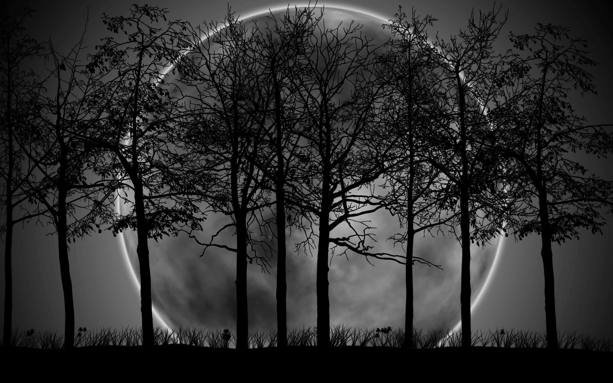 Dark Moon 桌布 壁紙 — 剪影樹木框住一輪發光的彎月，襯托著陰暗的天空，形成鮮明的黑白構圖。