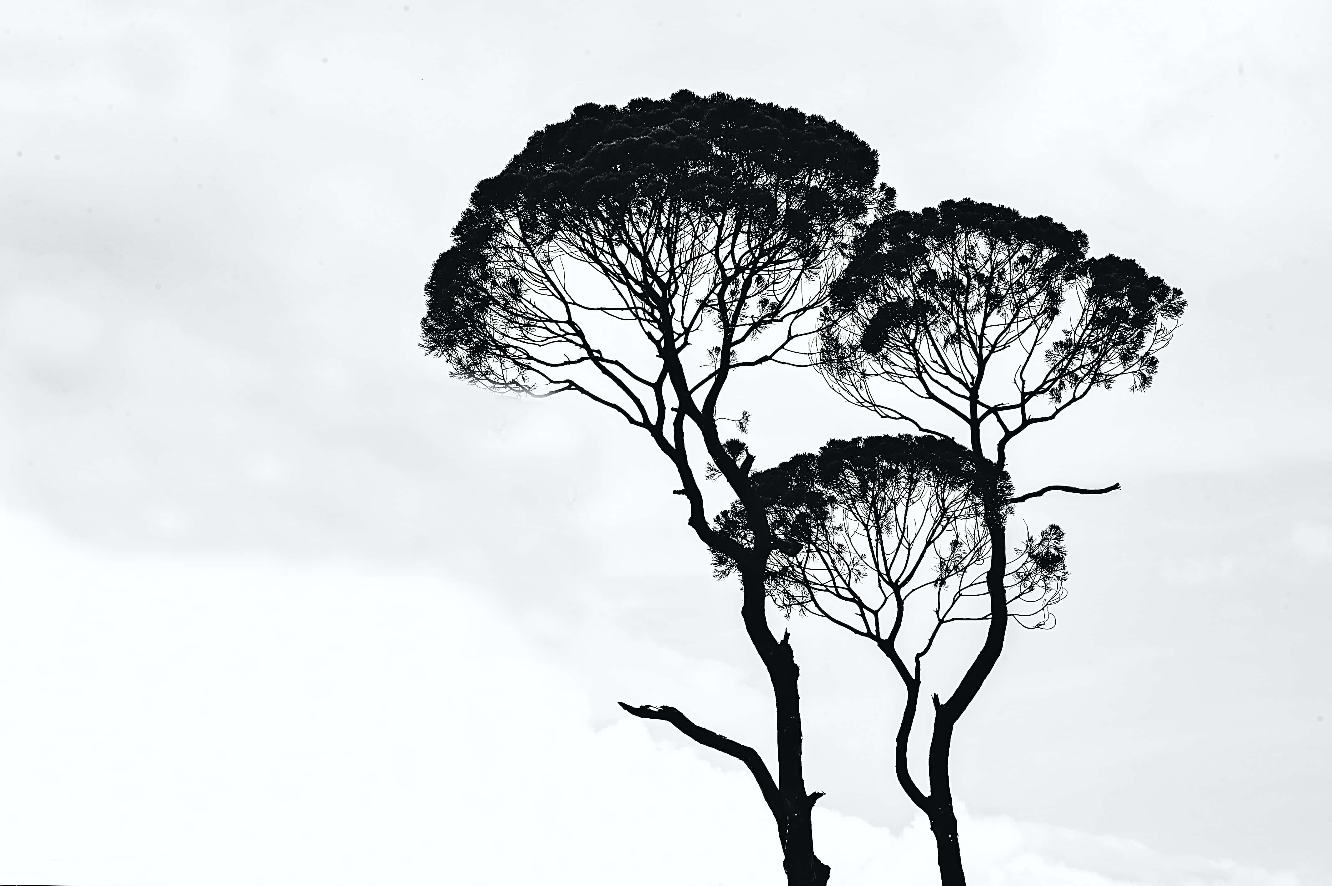 Aesthetic Black And White 桌布 壁紙 — 剪影的松樹帶有複雜的樹枝，在柔和的多雲天空下以單色呈現鮮明對比。