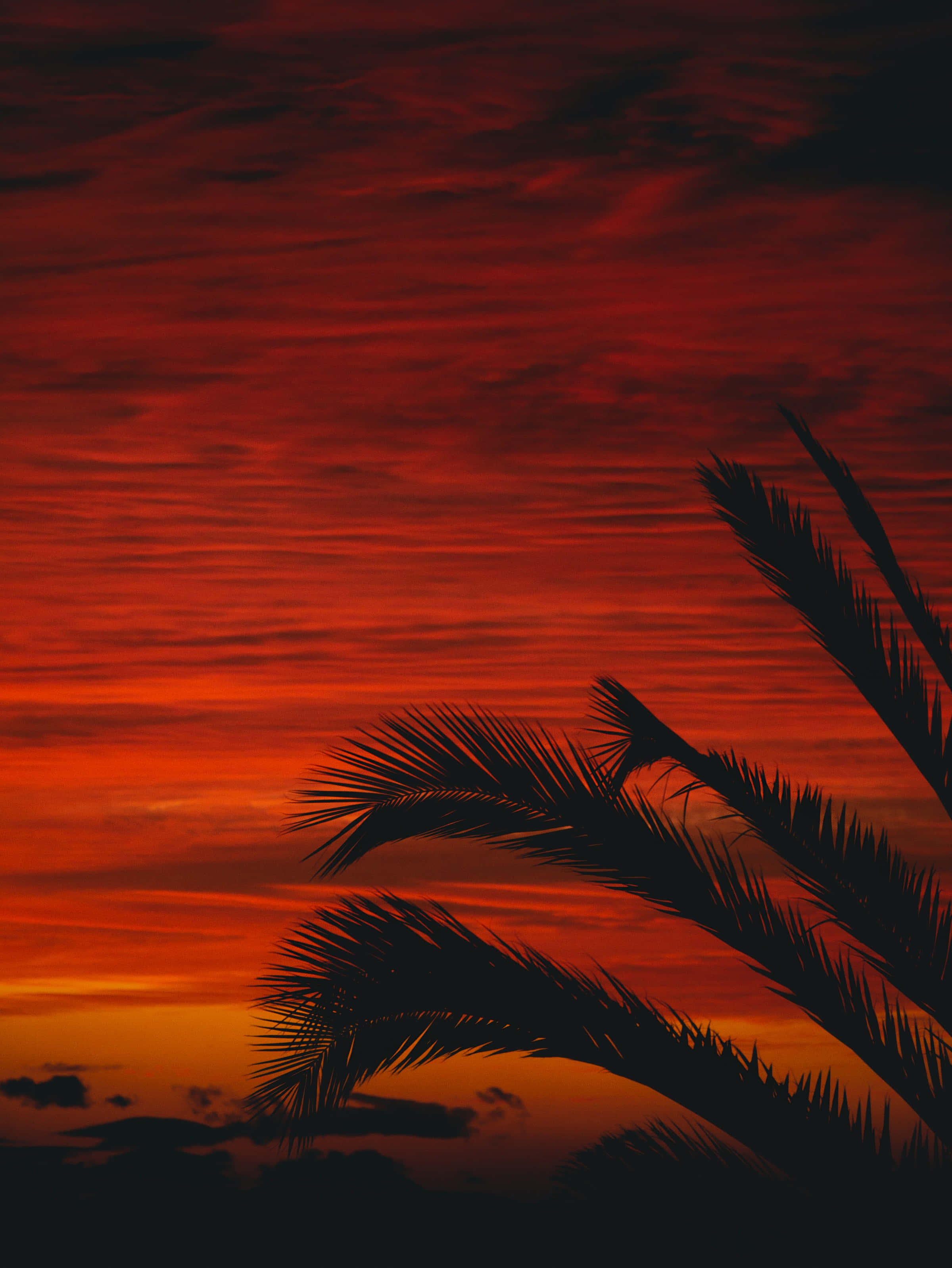 Red Sunset 桌布 壁紙 — 剪影的棕櫚葉框住了一片火紅橙色的日落天空，帶有紋理雲彩。