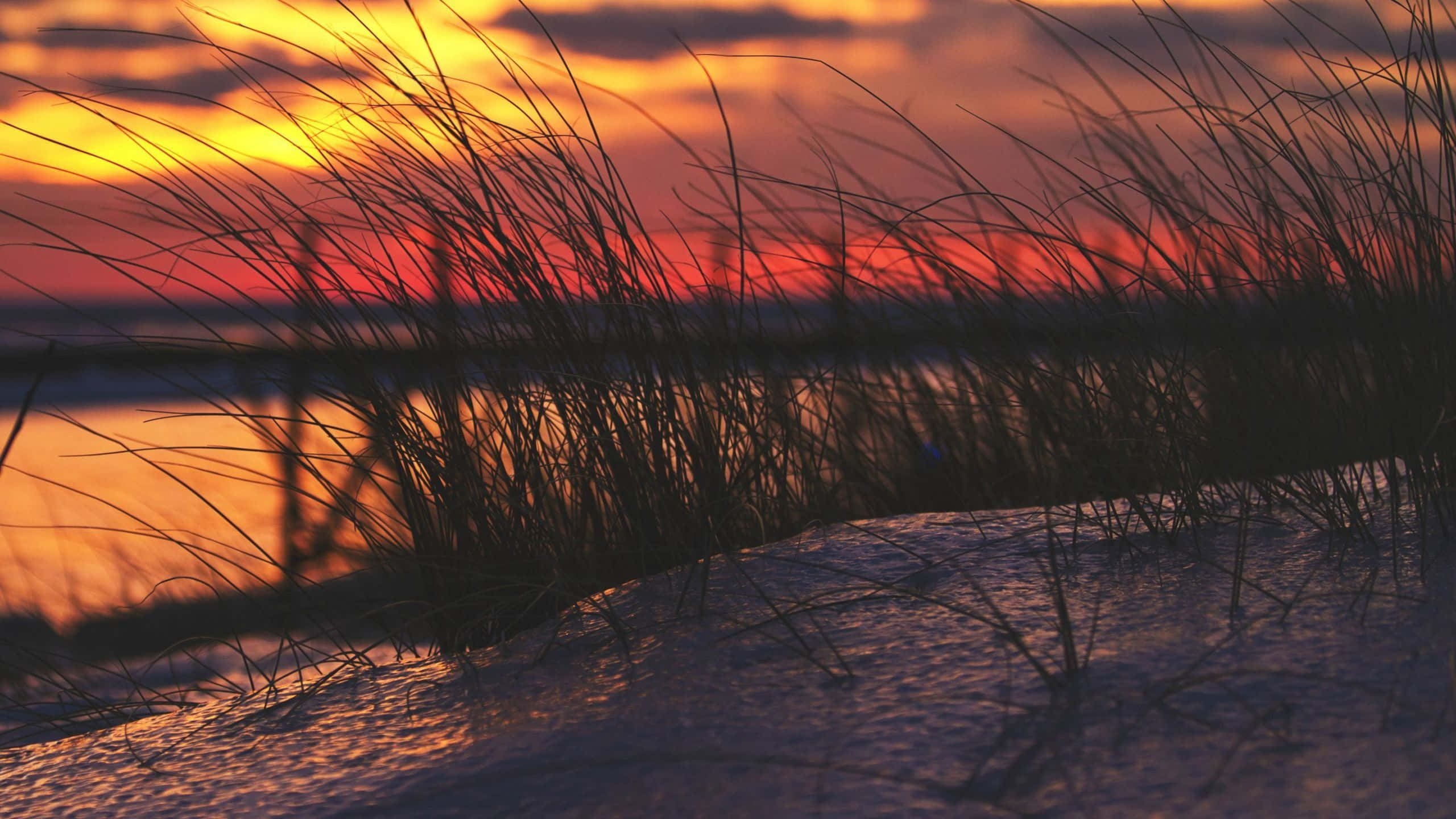 Winter Sunset 桌布 壁紙 — 剪影的海灘草在平靜水面上倒映的熾熱日落前搖曳。