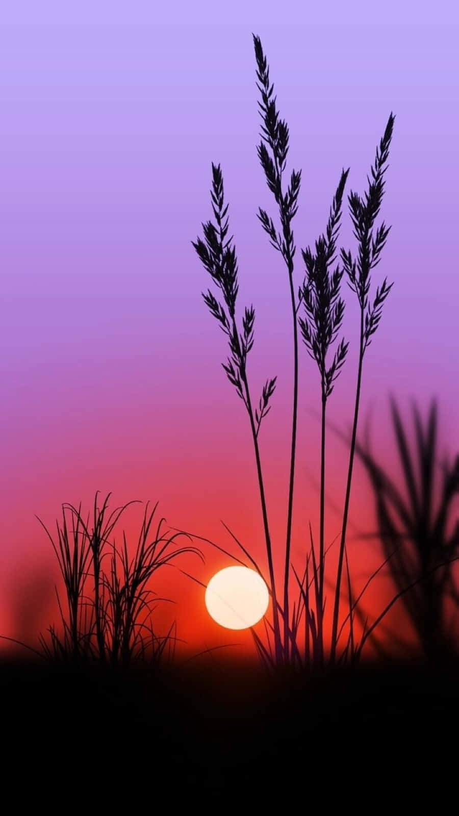 Sunset Photography 桌布 壁紙 — 剪影的草叢襯托著一顆發光的太陽，在紫色和紅色的漸變天空中落下。