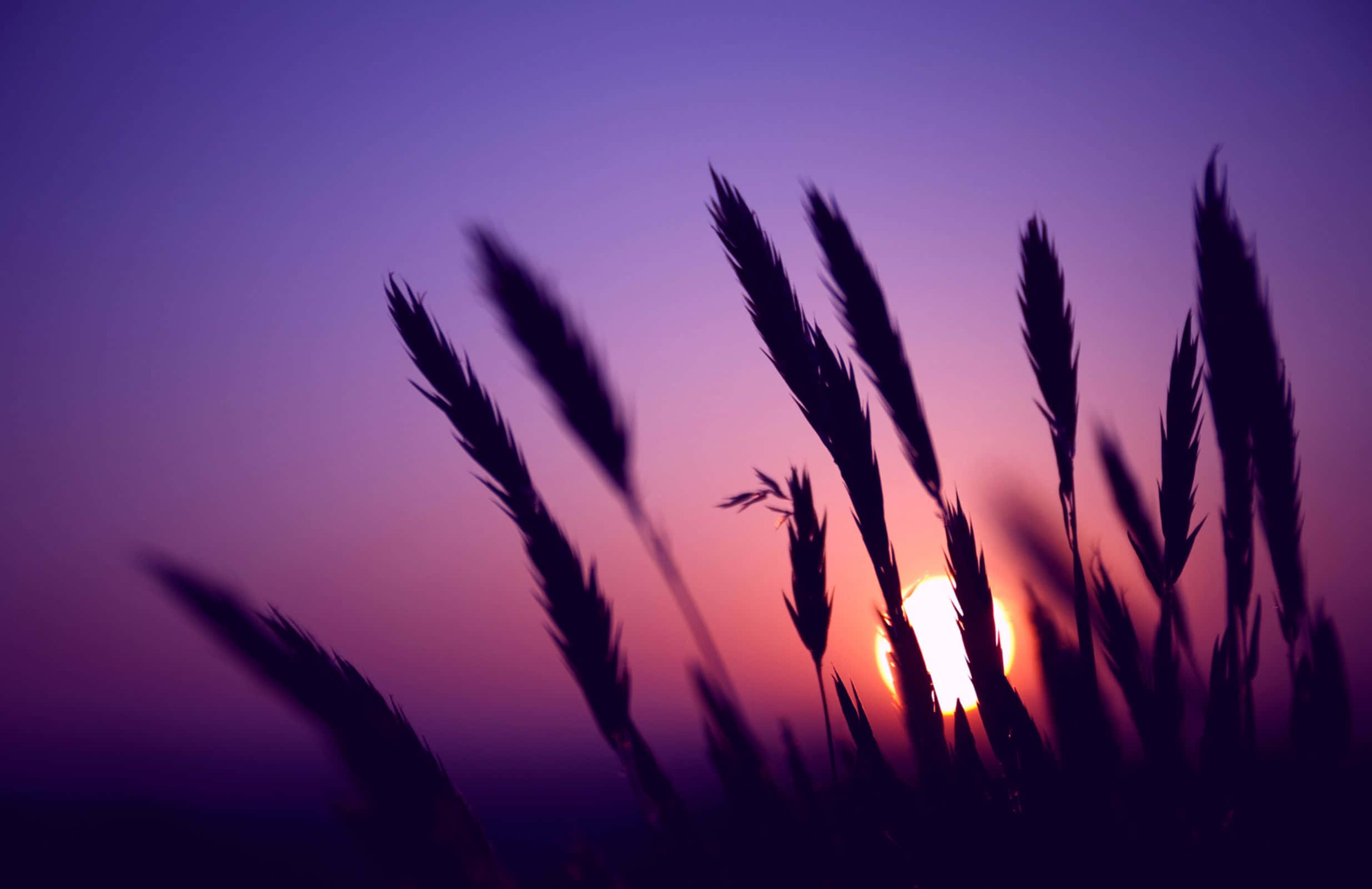 Purple Sunset 桌布 壁紙 — 剪影的草叢襯托著漸變紫色和橙色天空中的燦爛日落。